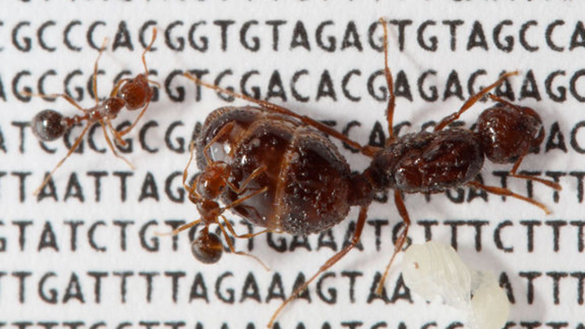 A 616-gene sequence ("social chromosome") determines whether a single queen or many will rule a colony of fire ants, <em>Solenopsis invictaI</em>. Here, a queen, three smaller workers and one pupa.