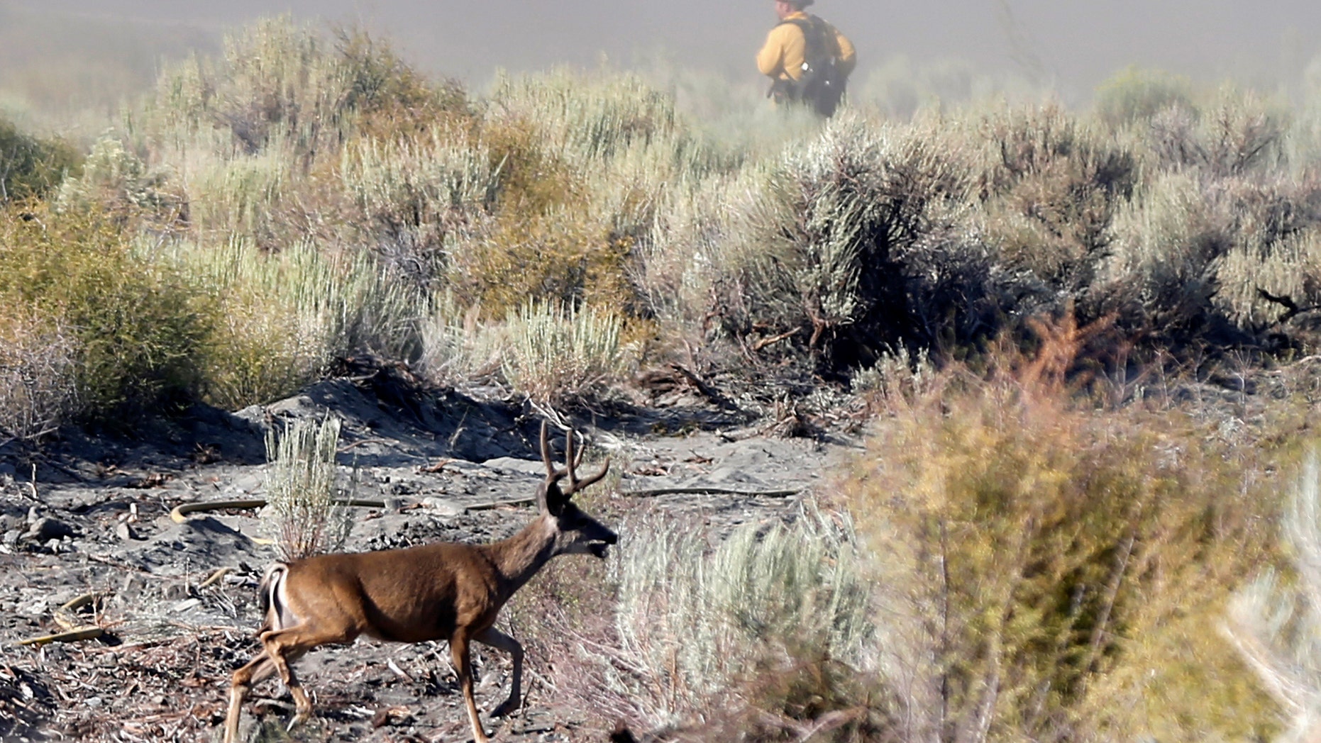 A deer runs during the Blue Cut fire near Wrightwood, California U.S., Aug. 17, 2016. (REUTERS/Mario Anzuoni).