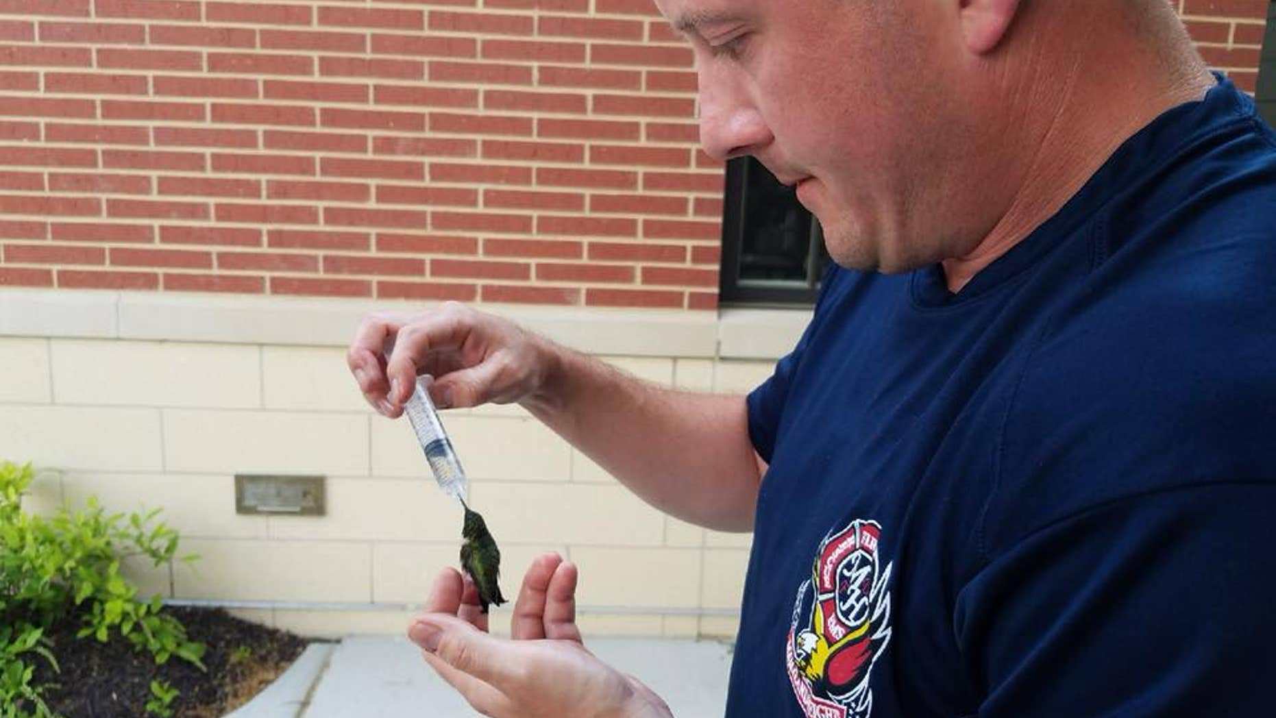 The Maryland Heights Fire Protection District says a firefighter paramedic took care of a hummingbird that was discovered unresponsive.