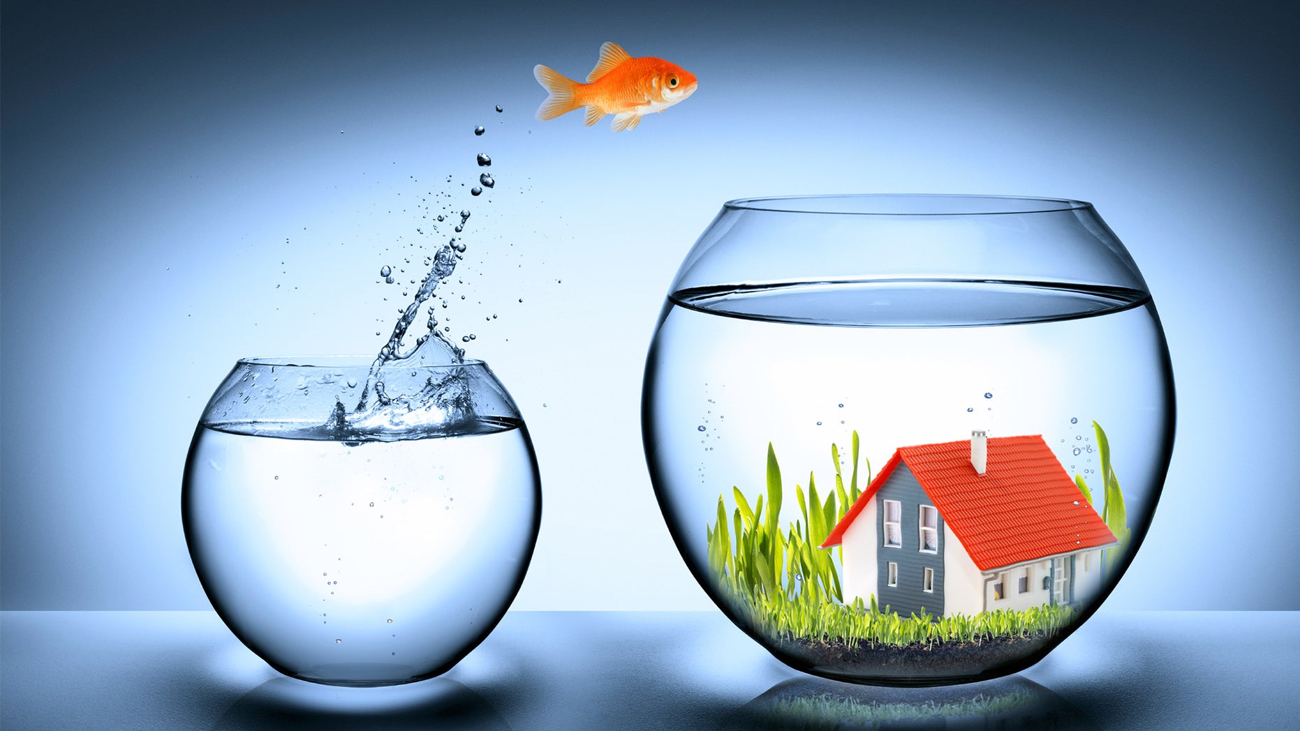 fish-going-to-new-house
