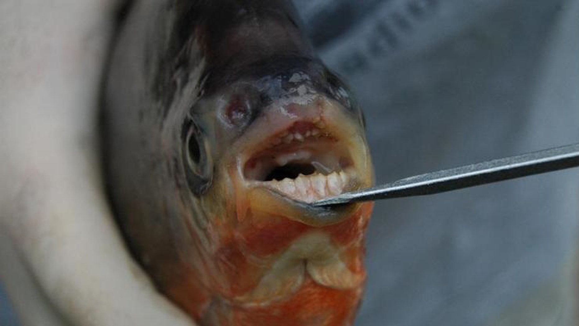 Smile! Pacus use their disturbingly human-like teeth for cracking open seeds and nuts.