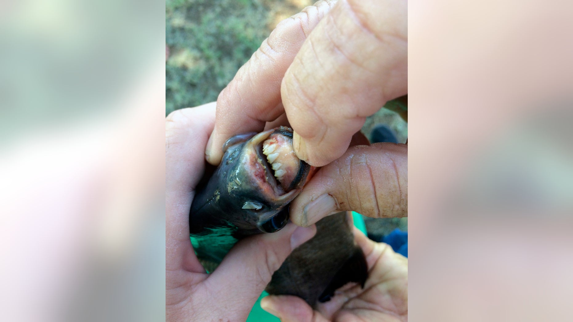 Oklahoma girl catches fish with 'human-like' teeth | Fox News