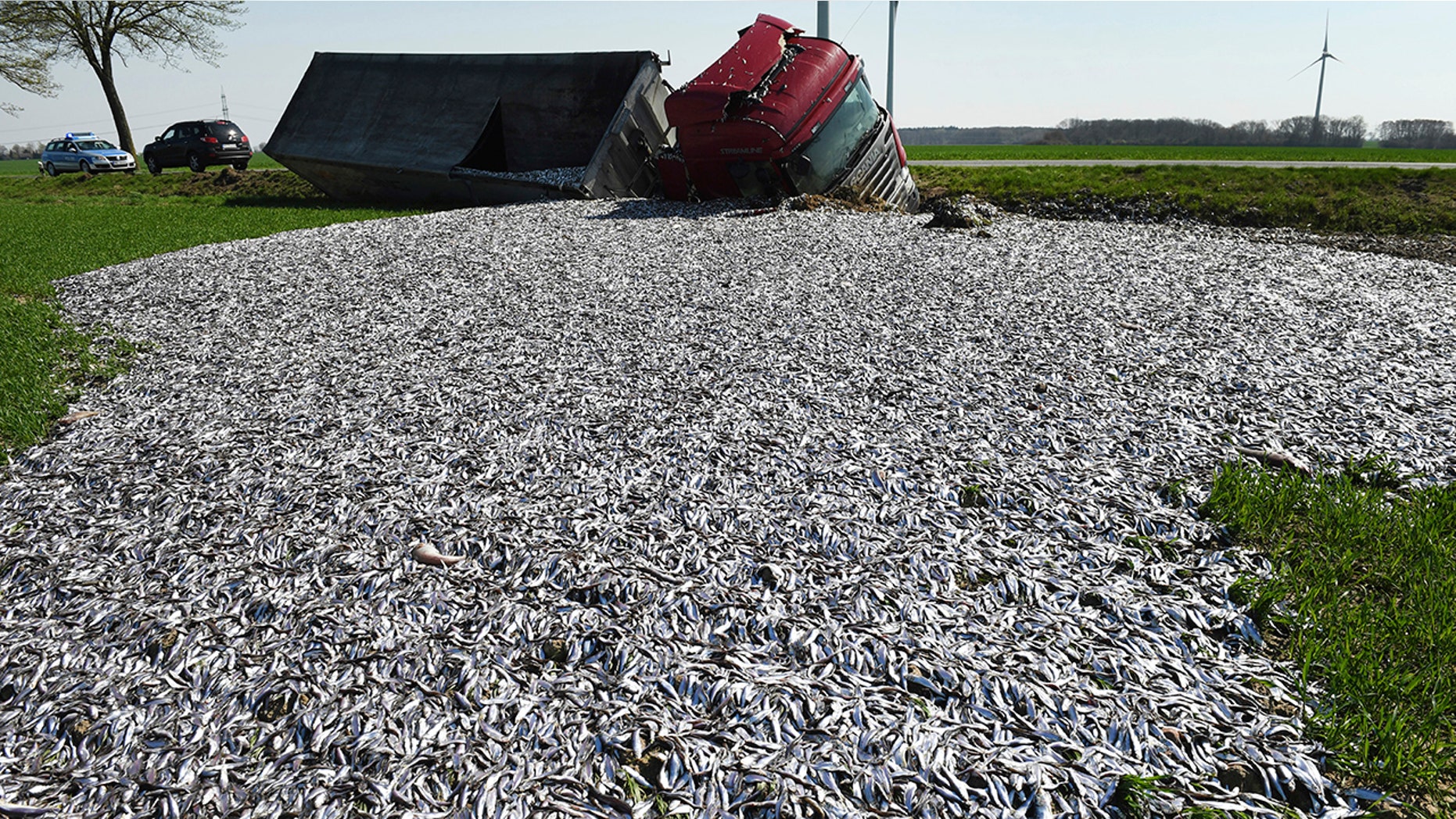 Fish lay strewn across the roadside after a truck carrying tons of fish crashed near Liepen, northeastern Germany, Friday, April 20, 2018. (Stefan Sauer/dpa via AP)