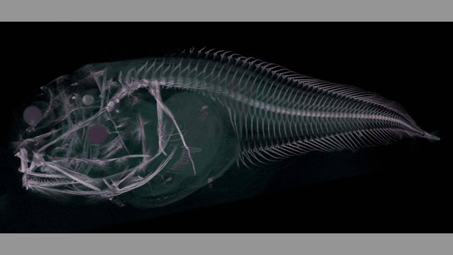 A CT scan of an Atacama snailfish, which was recently discovered in the Atacama Trench.
