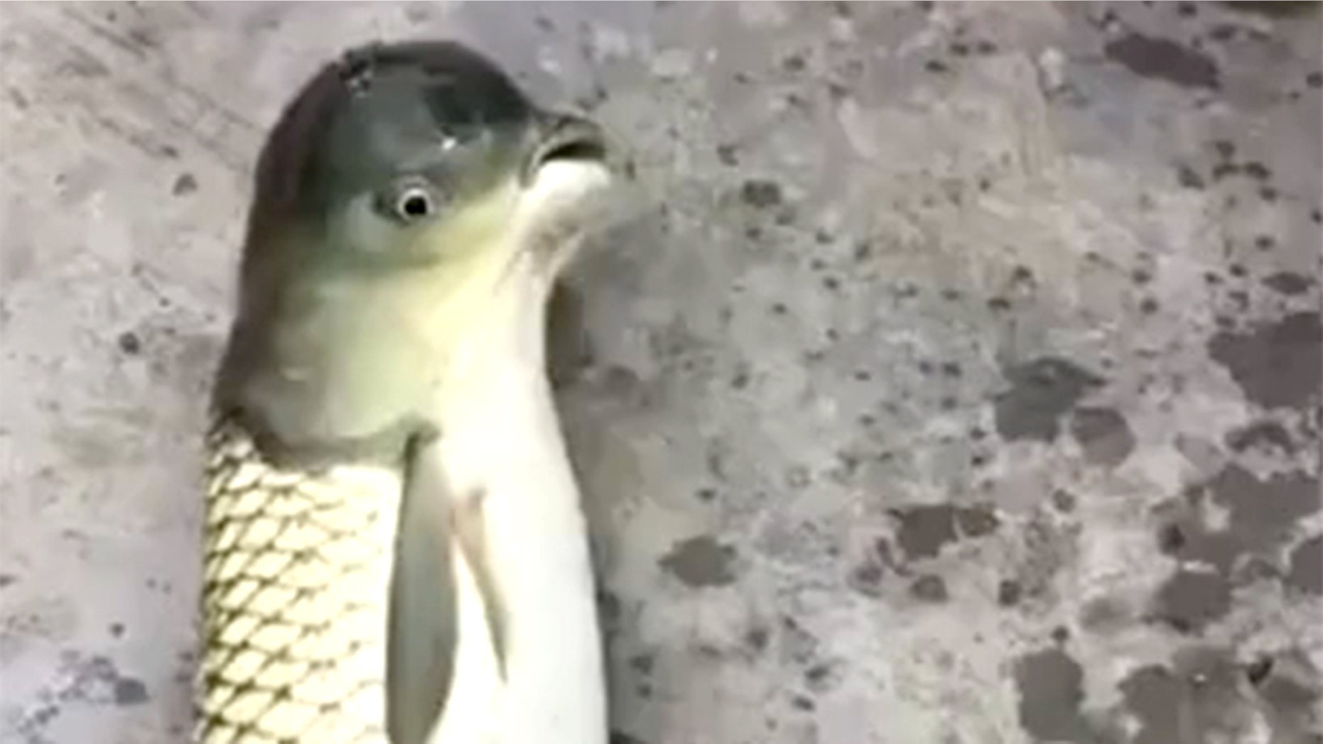 The strange 'bird fish' has become a viral sensation (Credit: Newsflare)