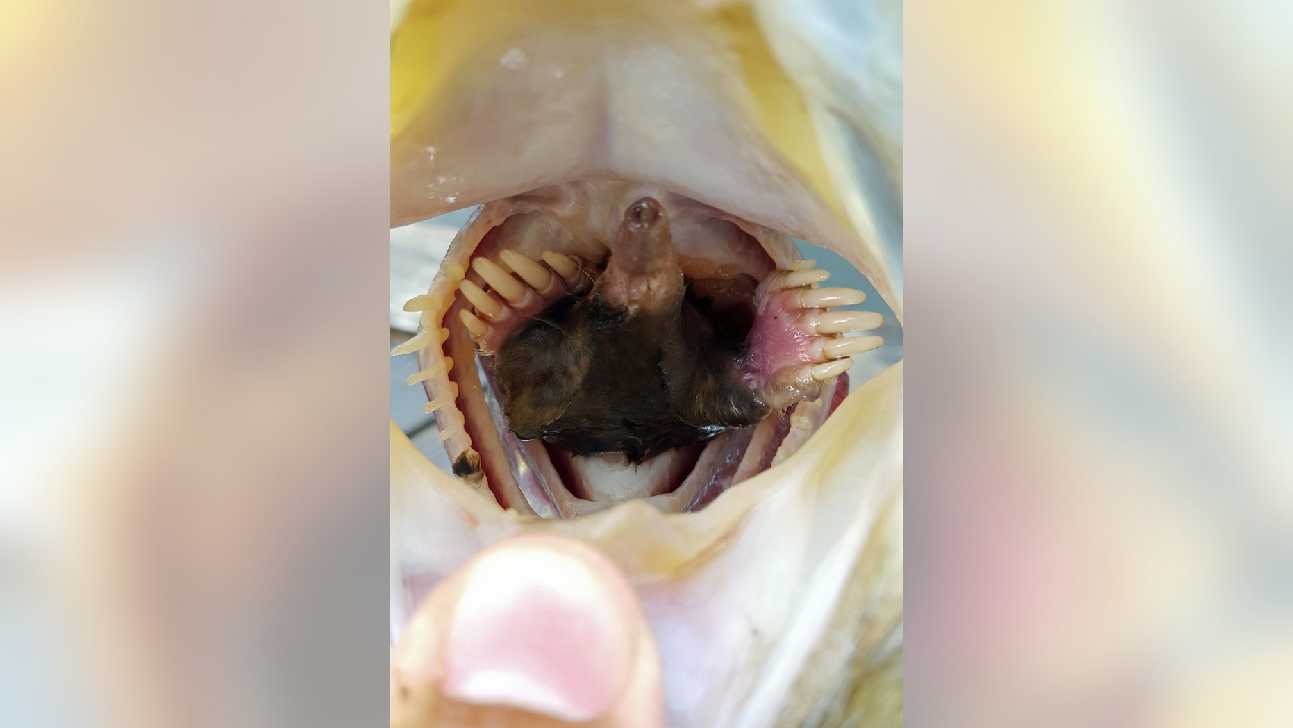 The dead mole inside the mouth of the live bass reeled in by Monroe Mackinney