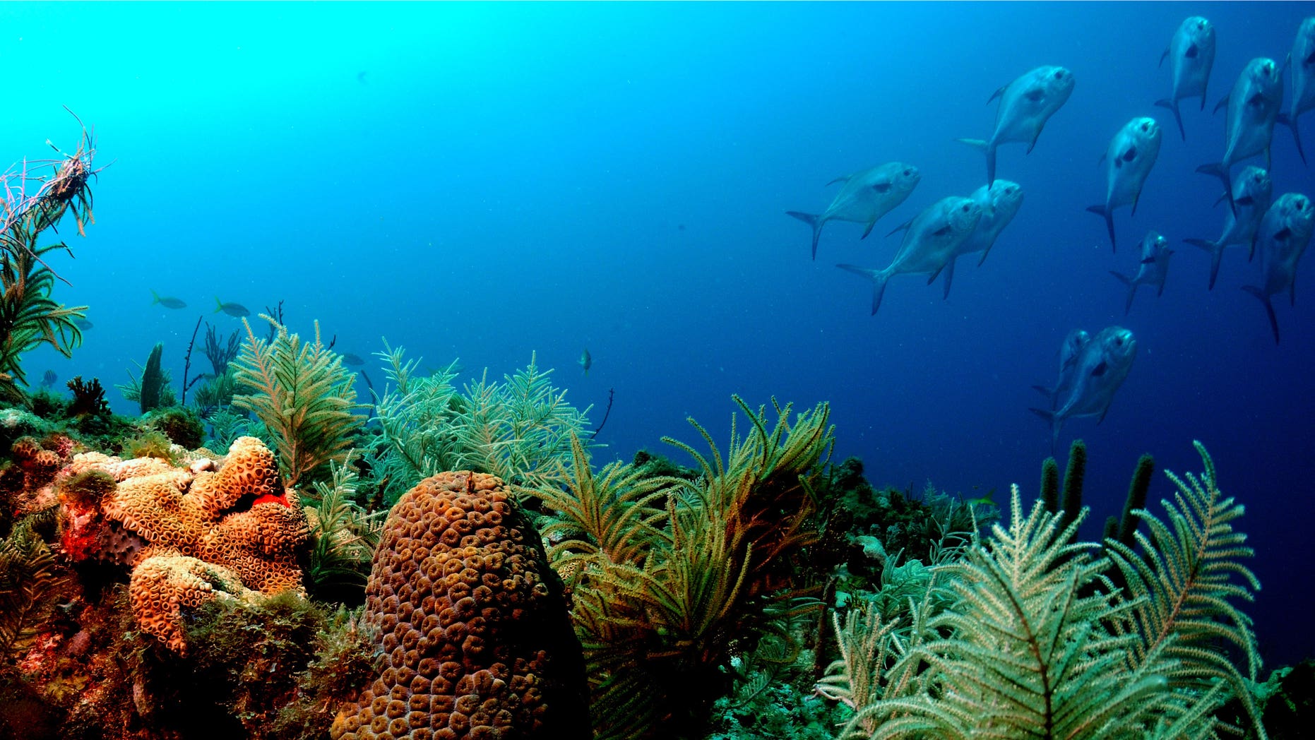 Florida Keys National Marine Sanctuary (www.noaa.gov)