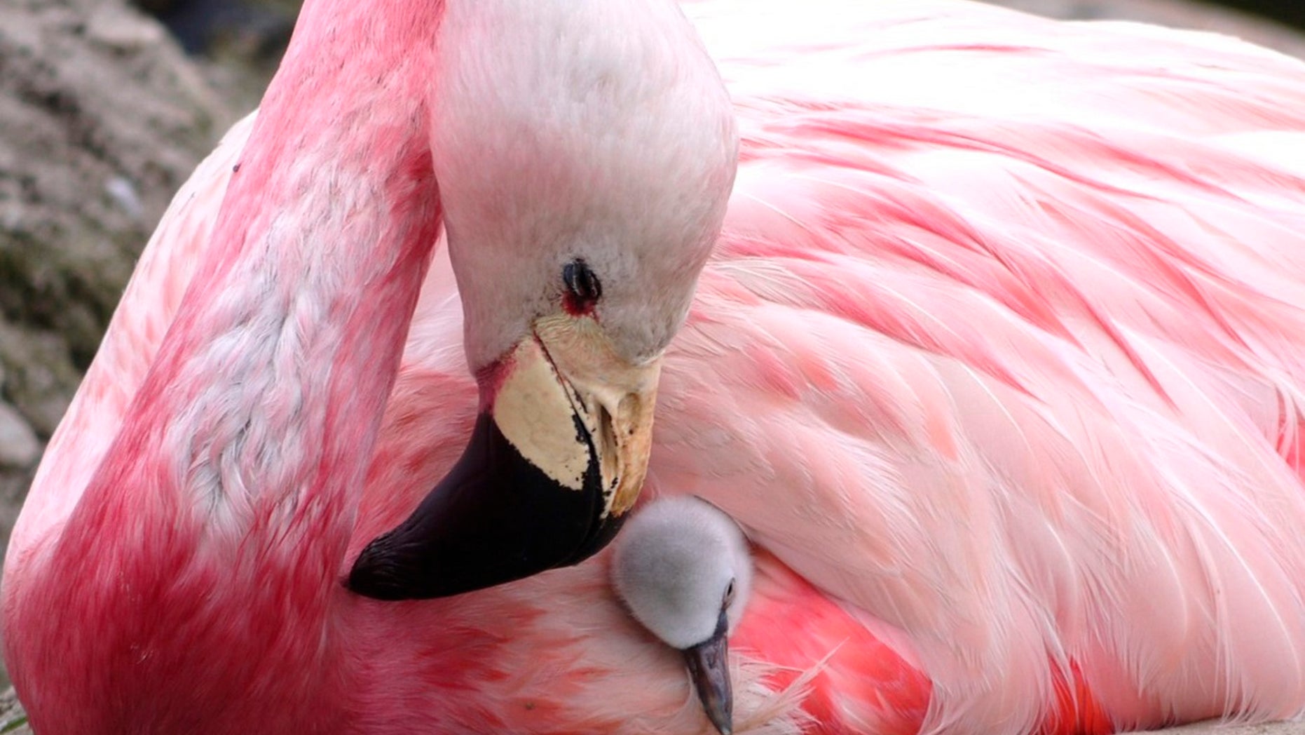 Several Andean flamingos at a reserve in England have laid eggs for the first time in over a decade, a conservation charity says. An Andean flamingo looks after a surrogate Chilean flamingo chick, supplanted to replace its own infertile egg, in this undated photo.