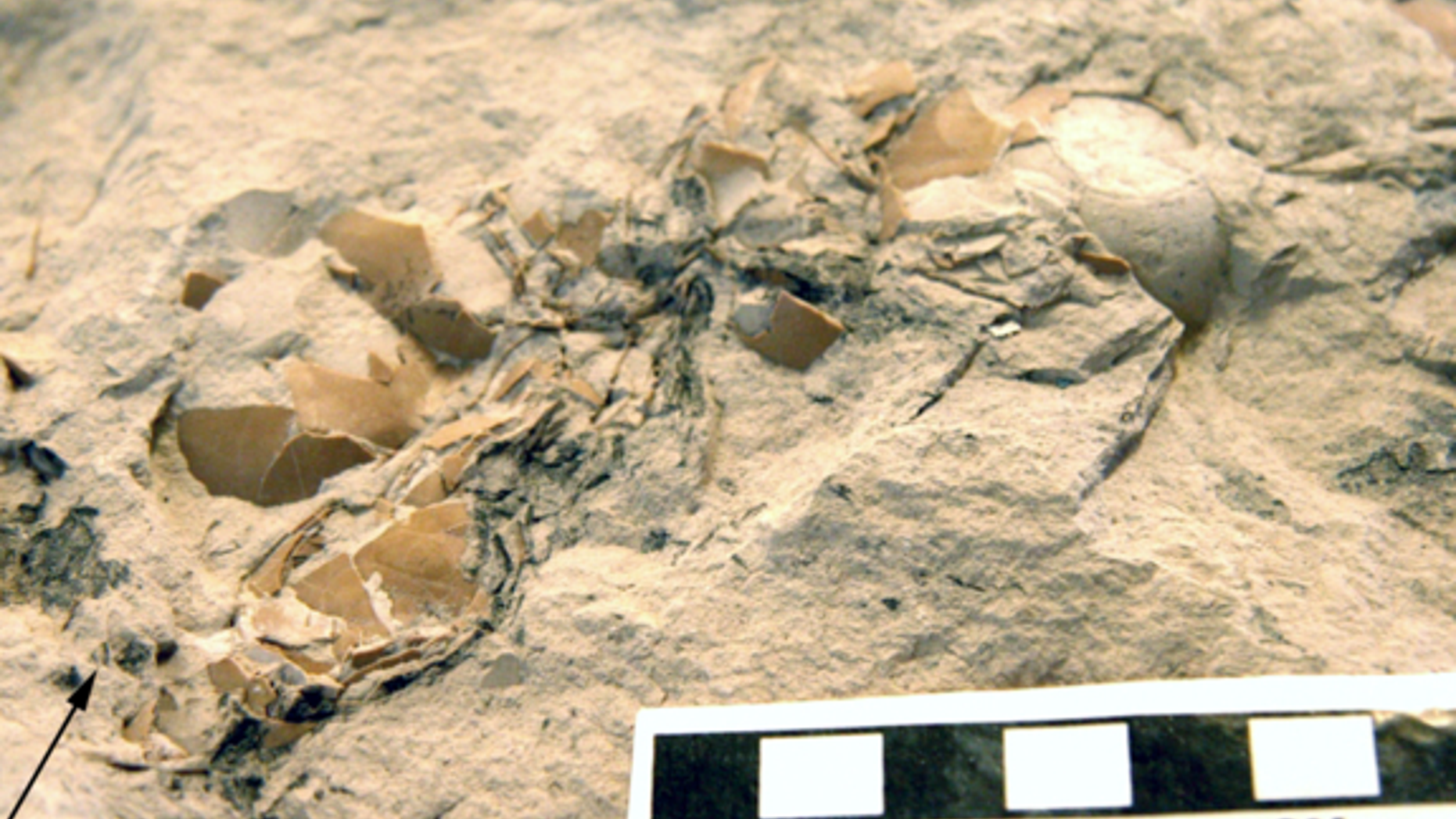 Nest and eggs fossilized in a limestone block.