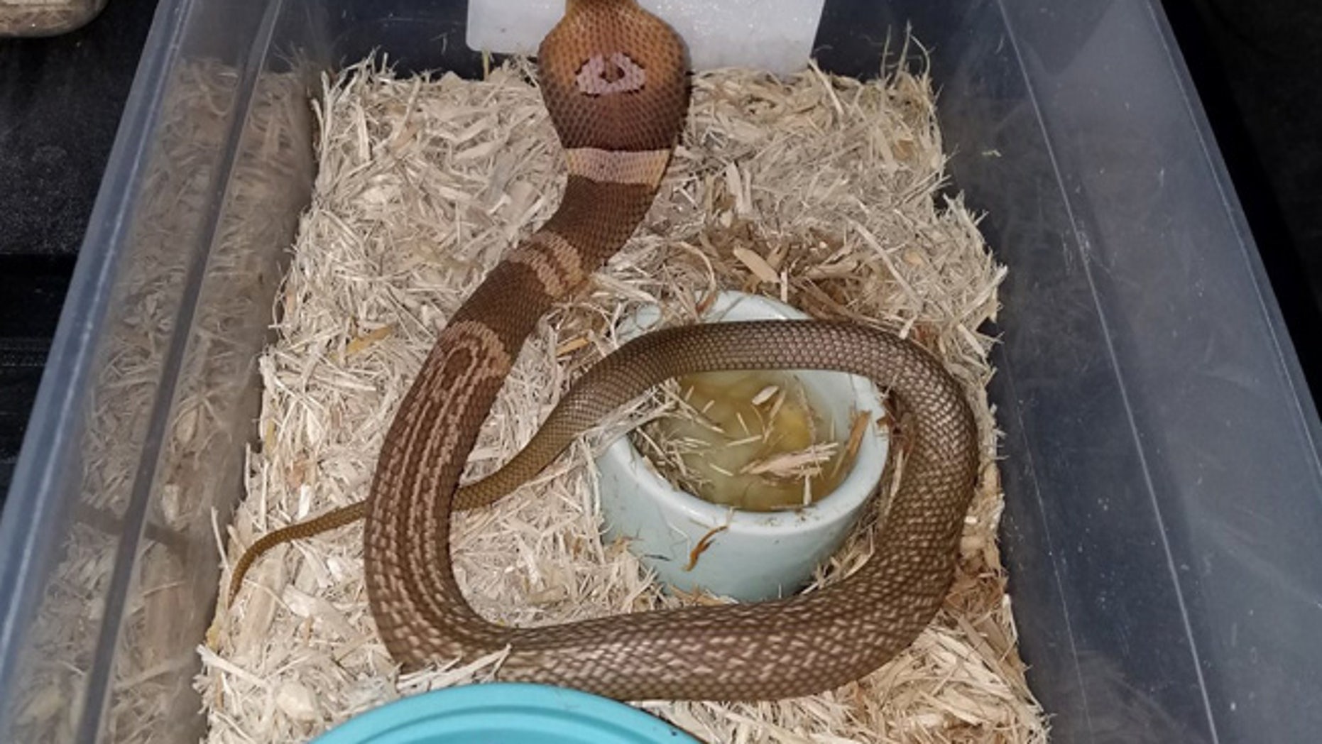 cobra snake escape in ocala fl