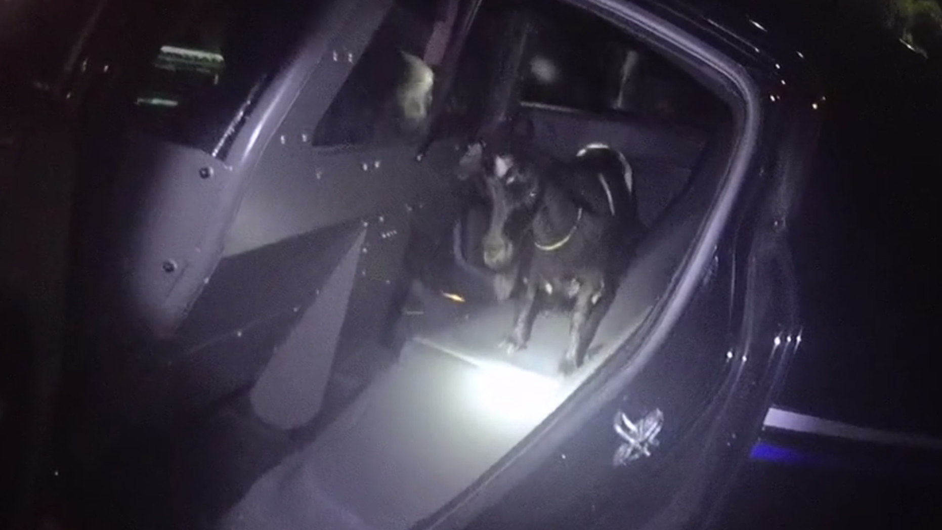 The goat, captured in Cape Coral, Florida, got the nickname 'Chill Bill.'