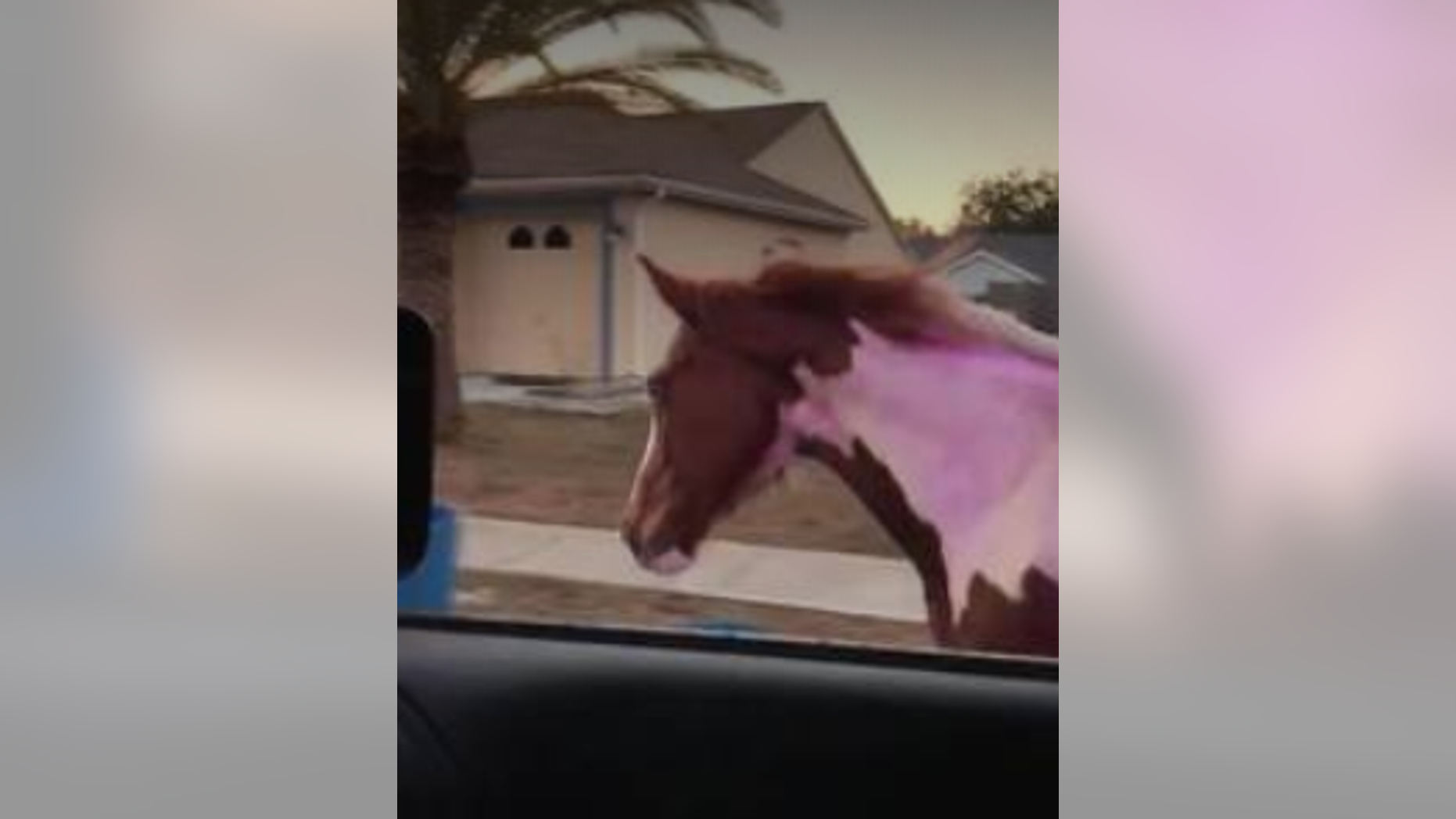 A sheriff's deputy caught a horse trotting down U.S. 19 in Florida.