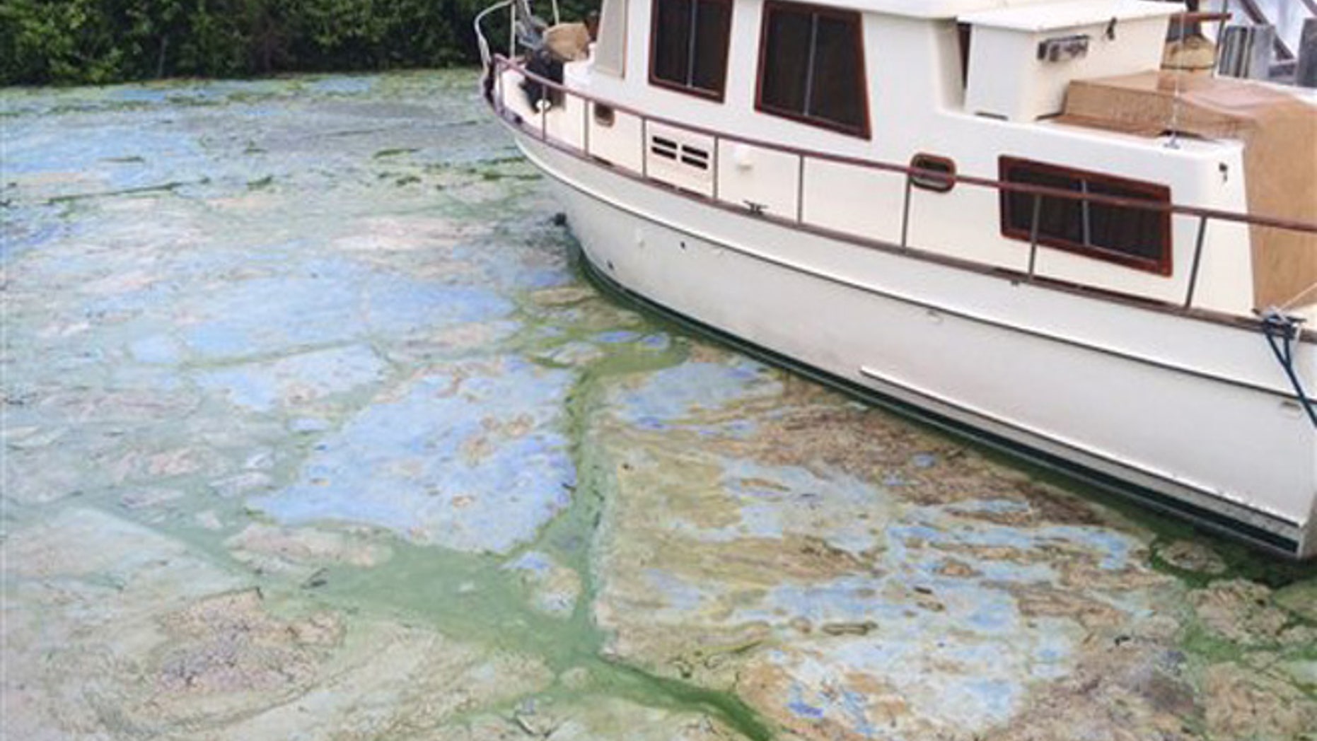 Algae covered water at Stuart's Central Marine boat docks is thick, Thursday, June 30, 2016, in Stuart, Fla.