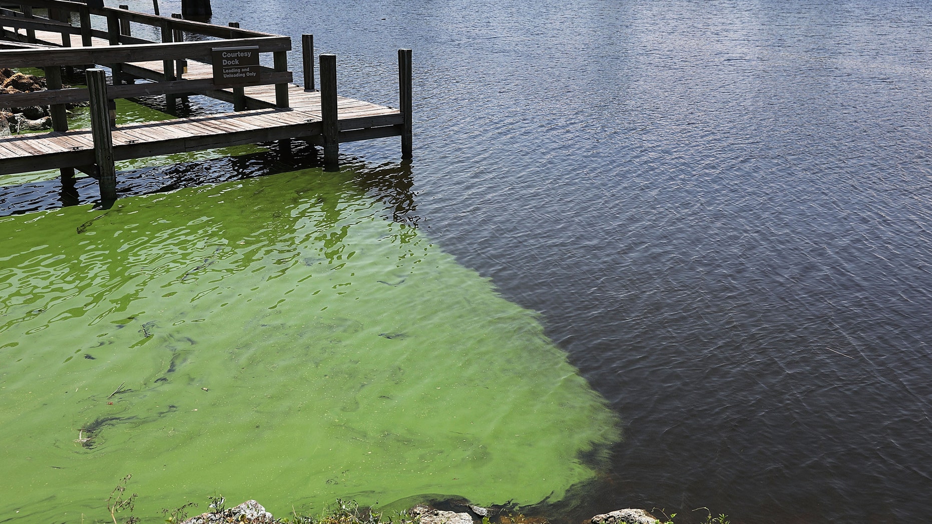 STUART, FL - JULY 13: Green algae is seen in the St. Lucie River near Phipps Park on July 13, 2018 in Stuart, Florida. Water releases which carry the green algae from Lake Okeechobee resumed Friday morning into the Caloosahatchee River and into the St. Lucie River at Port Mayaca. (Photo by Joe Raedle/Getty Images)