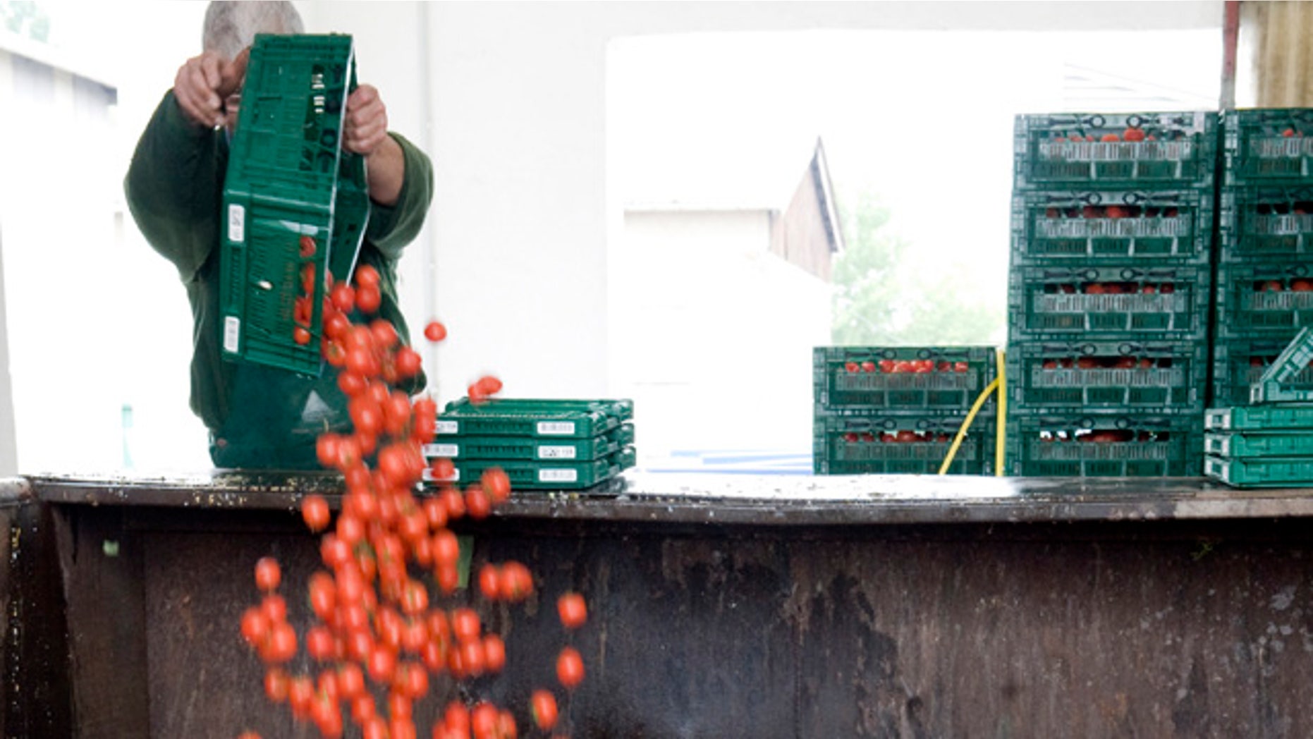 June 7, 2011: An employee of a vegetable company throws away tomatoes in Werder, eastern Germany.