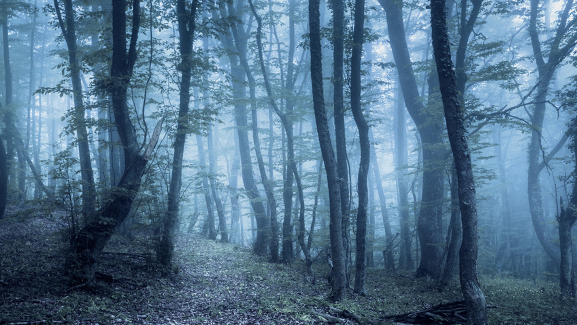 Haunted Forests Around The World | Fox News