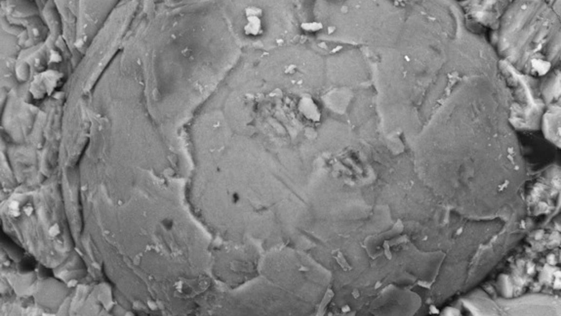 A Cambrian embryo fossil exposed by acid etching on rock. The polygonal pattern suggests that the embryo was in the multicellular blastula stage of development.