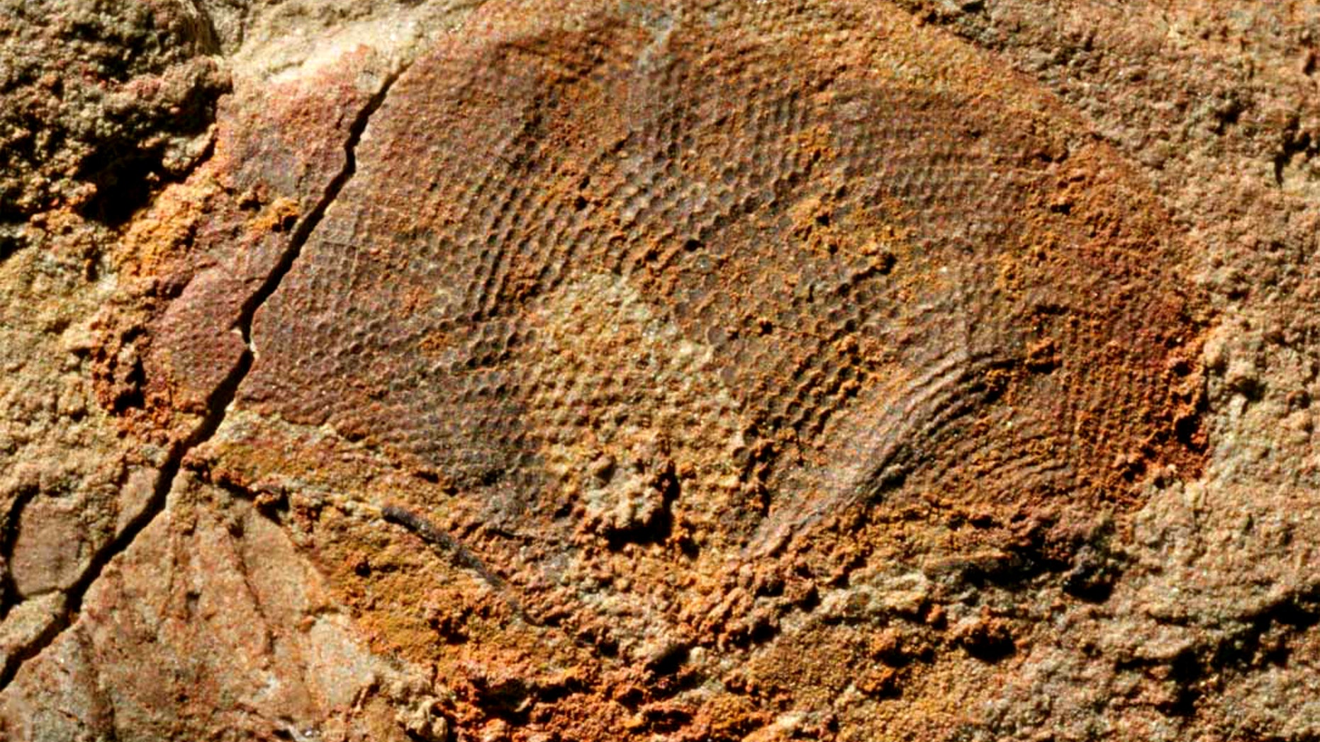 A half-billion-year-old fossil compound eye, showing exquisite detail of the visual surface (the individual lenses can be seen as darker spots).
