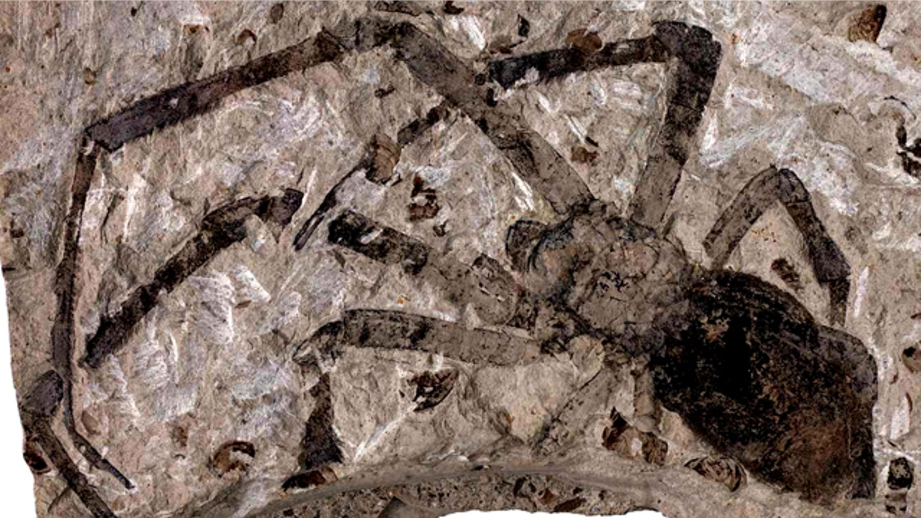 Fossil female golden orb-weaver spider (Nephila jurassica) from the Middle Jurassic of China.