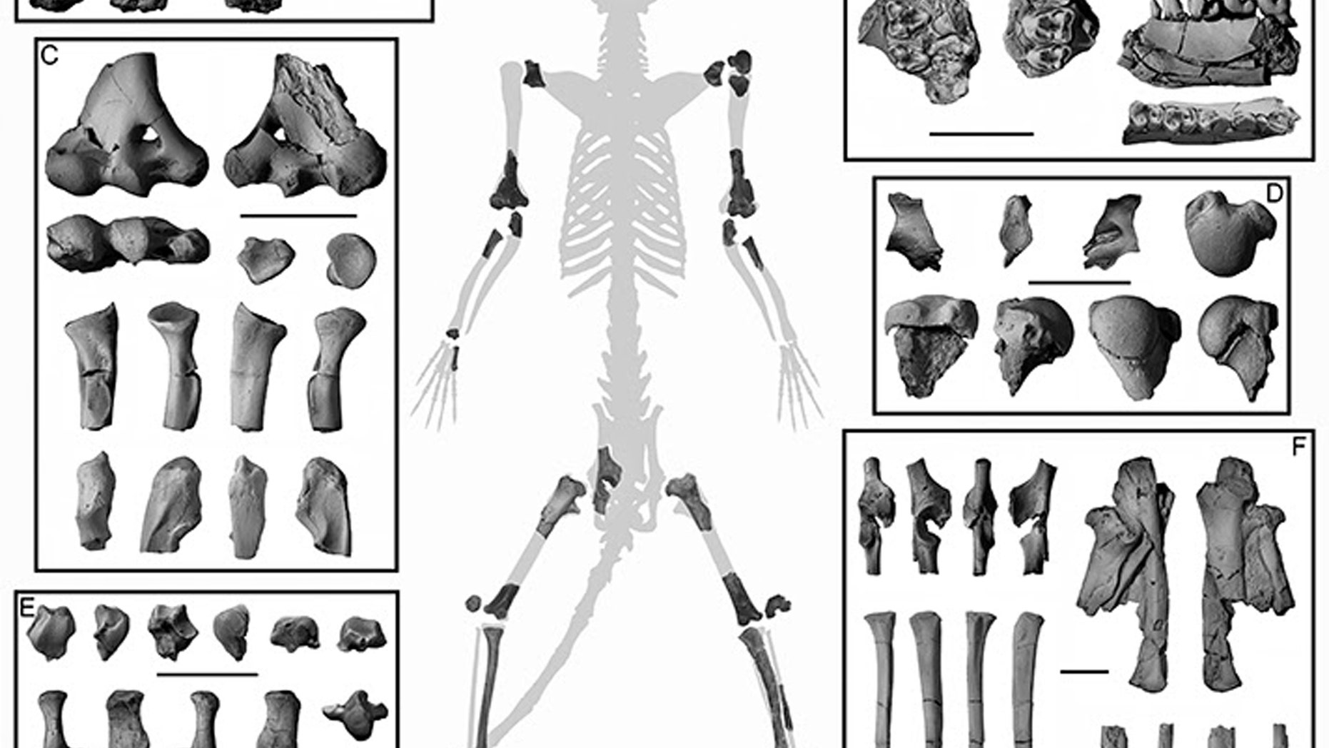 The skeleton was Torrejon Fossil Fauna Area, a remote area in northwestern New Mexico, by Thomas Williamson, Curator of Paleontology at the New Mexico Museum of Natural History & Science.