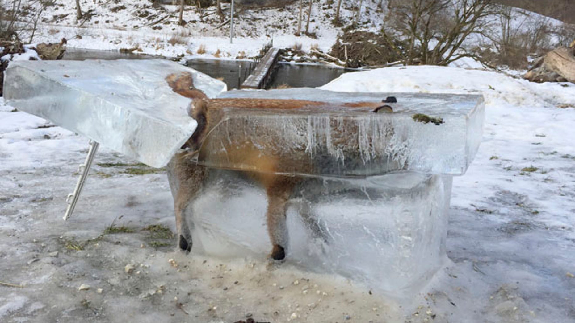 A block of ice containing a drowned fox who broke through the thin ice of the Danube river four days earlier sits on the bank of the Danube river in Fridingen, southern Germany, Friday, Jan. 13, 2017. (Johannes Stehle/dpa via AP)