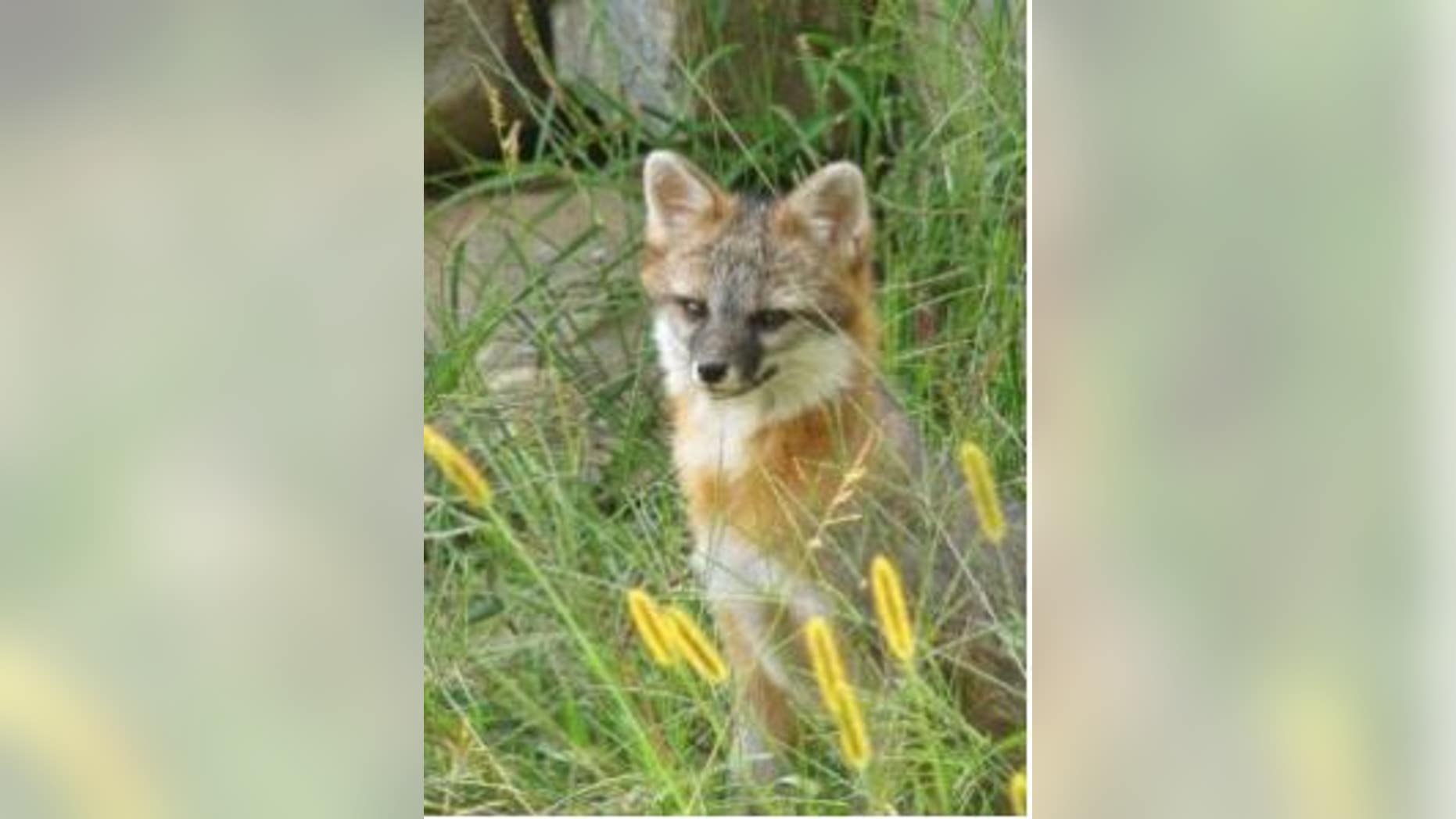 Gray fox are commonly found in southern and central Maine, according to the Maine Department of Inland Fisheries and Wildlife.