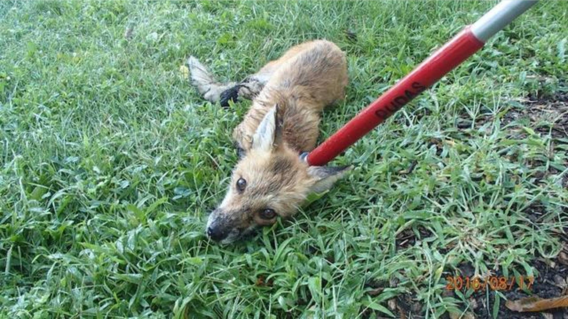 (Minneapolis Animal Care and Control/Fox 9)