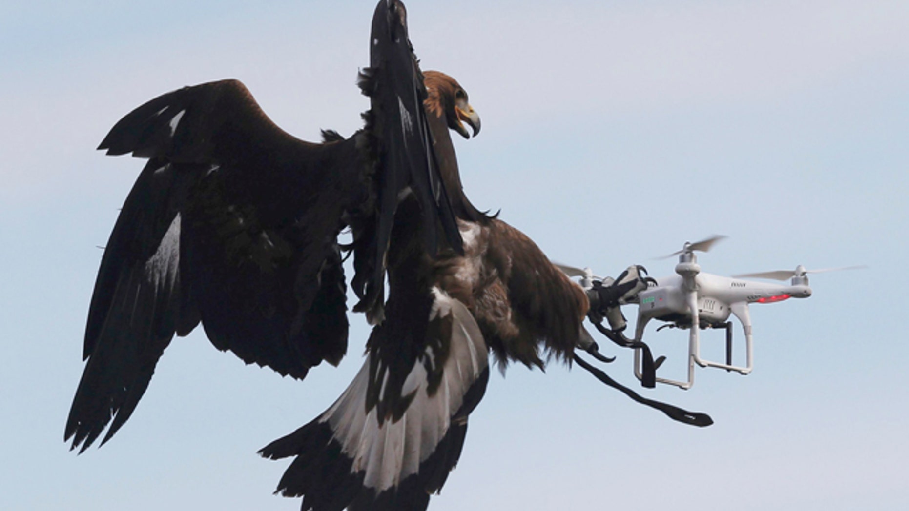 A golden eagle grabs a flying drone during a military training exercise at Mont-de-Marsan French Air Force base, Southwestern France, February 10, 2017. REUTERS/Regis Duvignau - RTX30HM1
