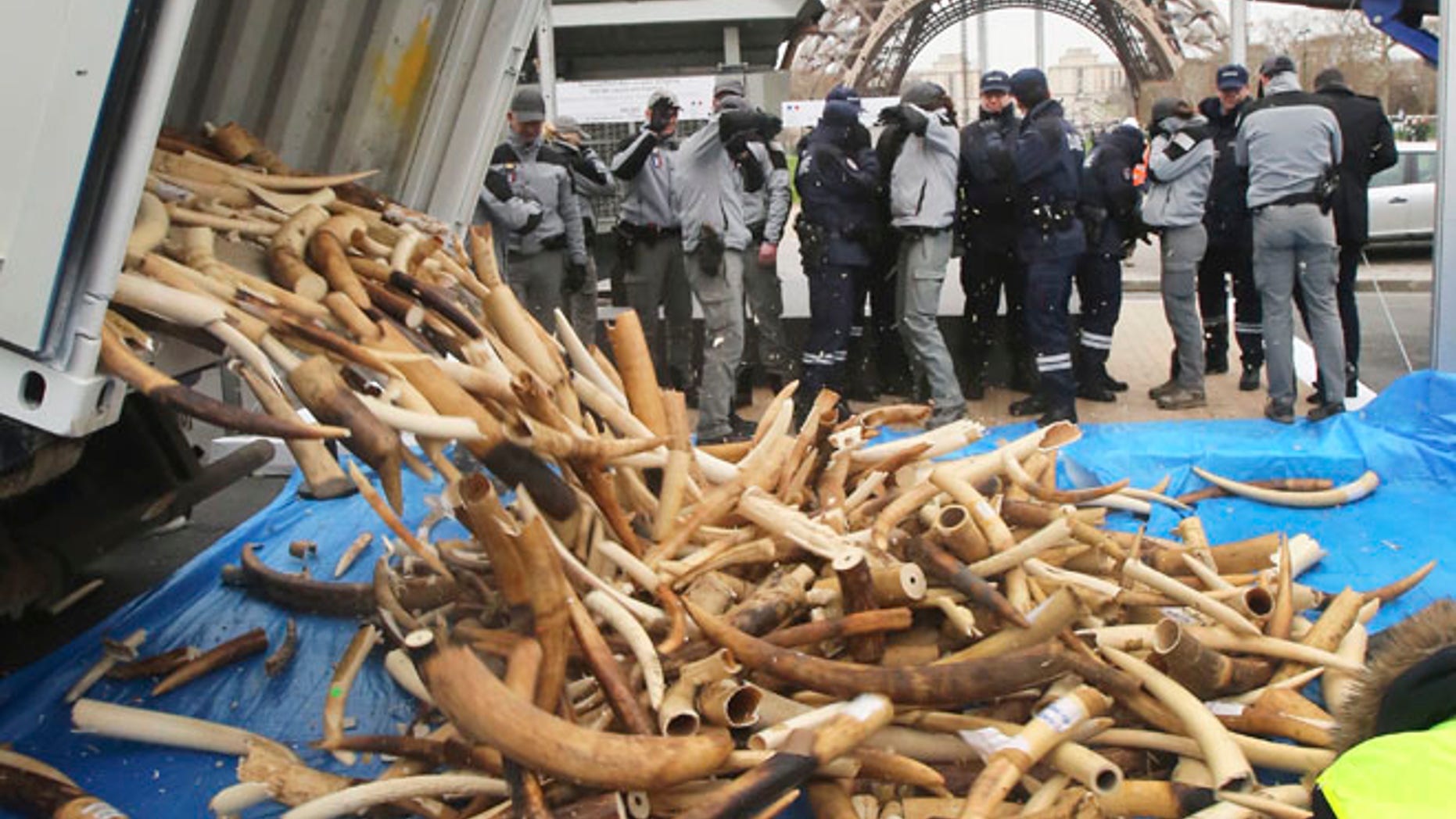 Feb. 6, 2014: French Customs employees protect themselves from fragments as about 698 elephant tusks are unloaded before being crushed into dust, at the foot of the Eiffel Tower in Paris.