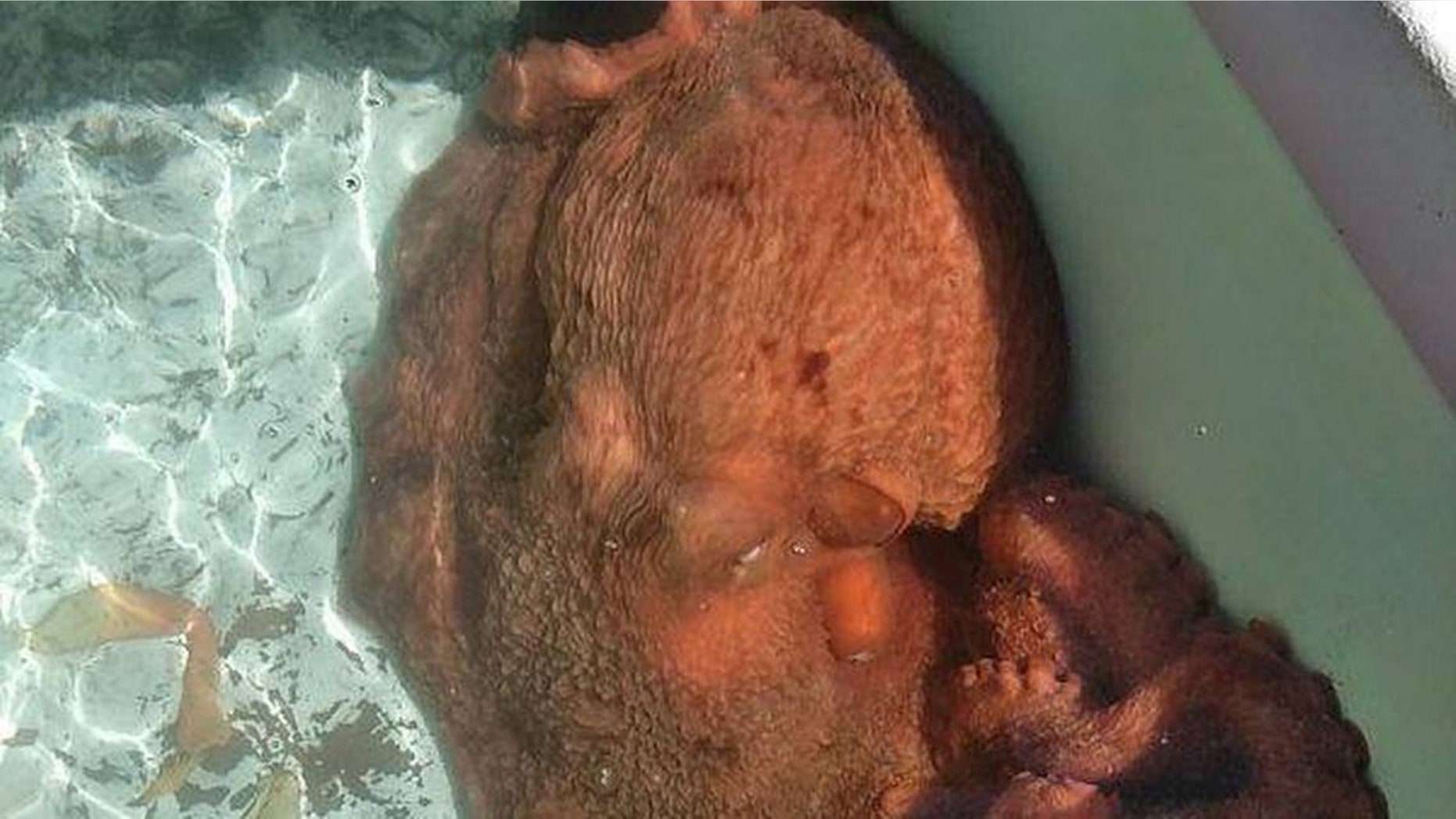 A fishmonger from California said he purchased a 70-pound octopus so he could release the "beautiful" creature.