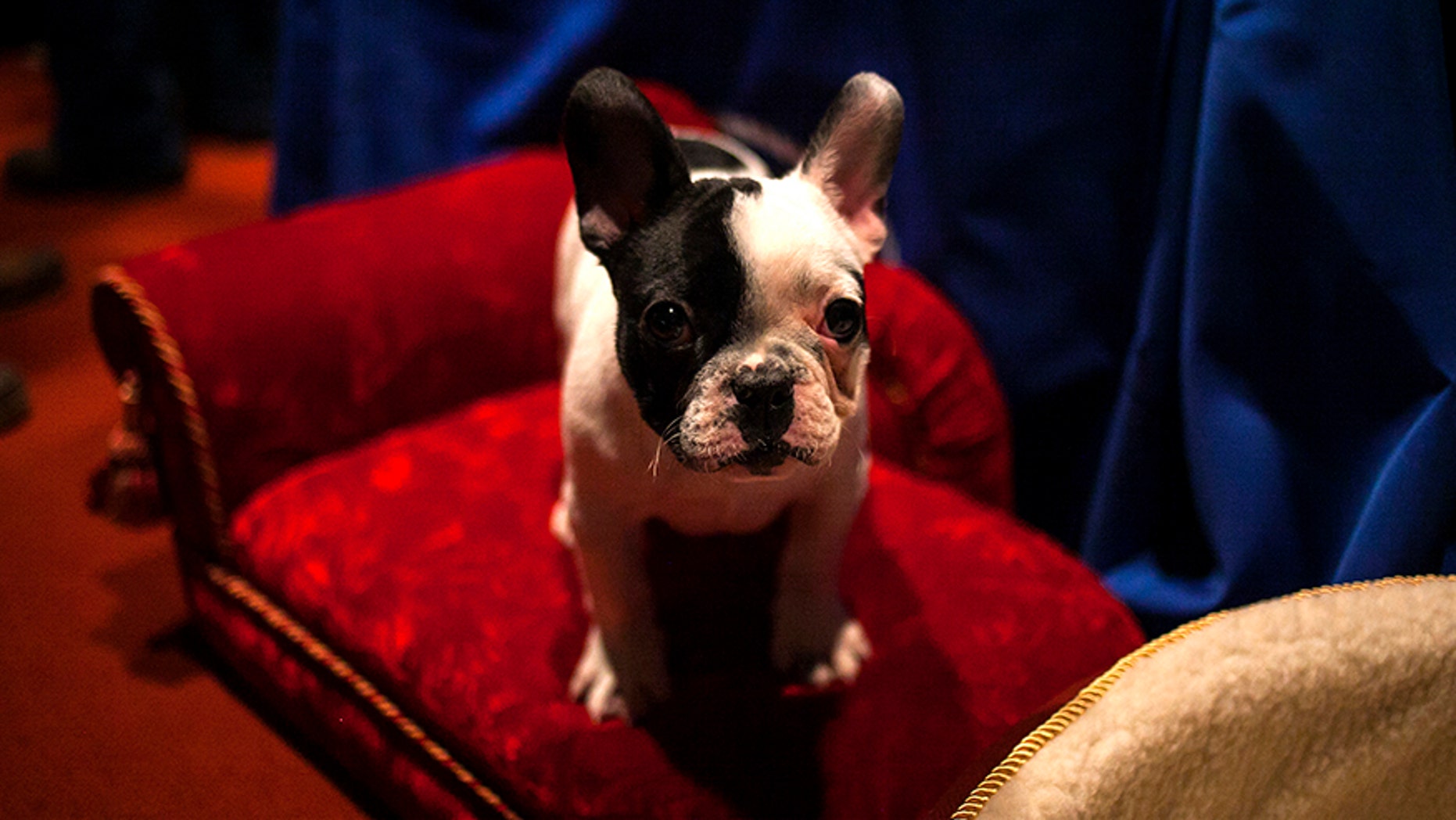 Fake Puppy Scams Americans Are Falling Victim At Alarming Rate