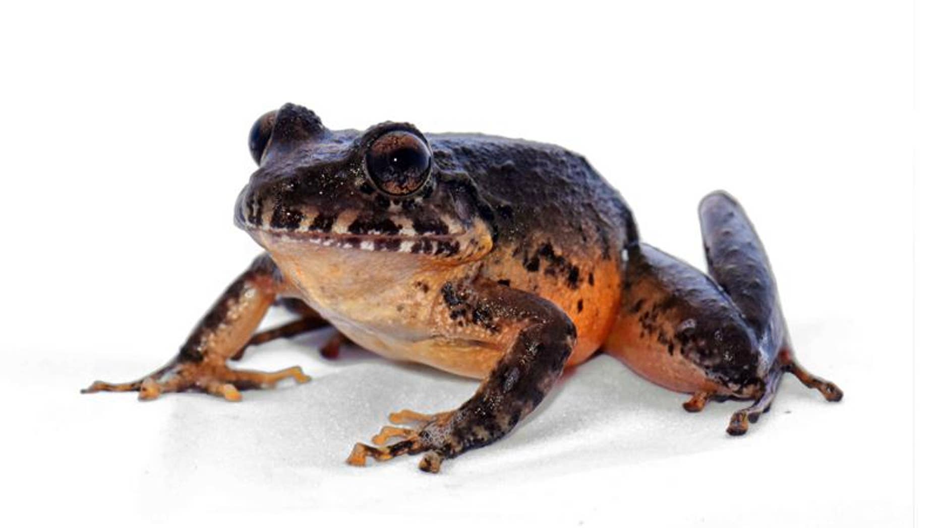 The Heredia robber frog, an endemic frog species,had not been sighted for three decades.
