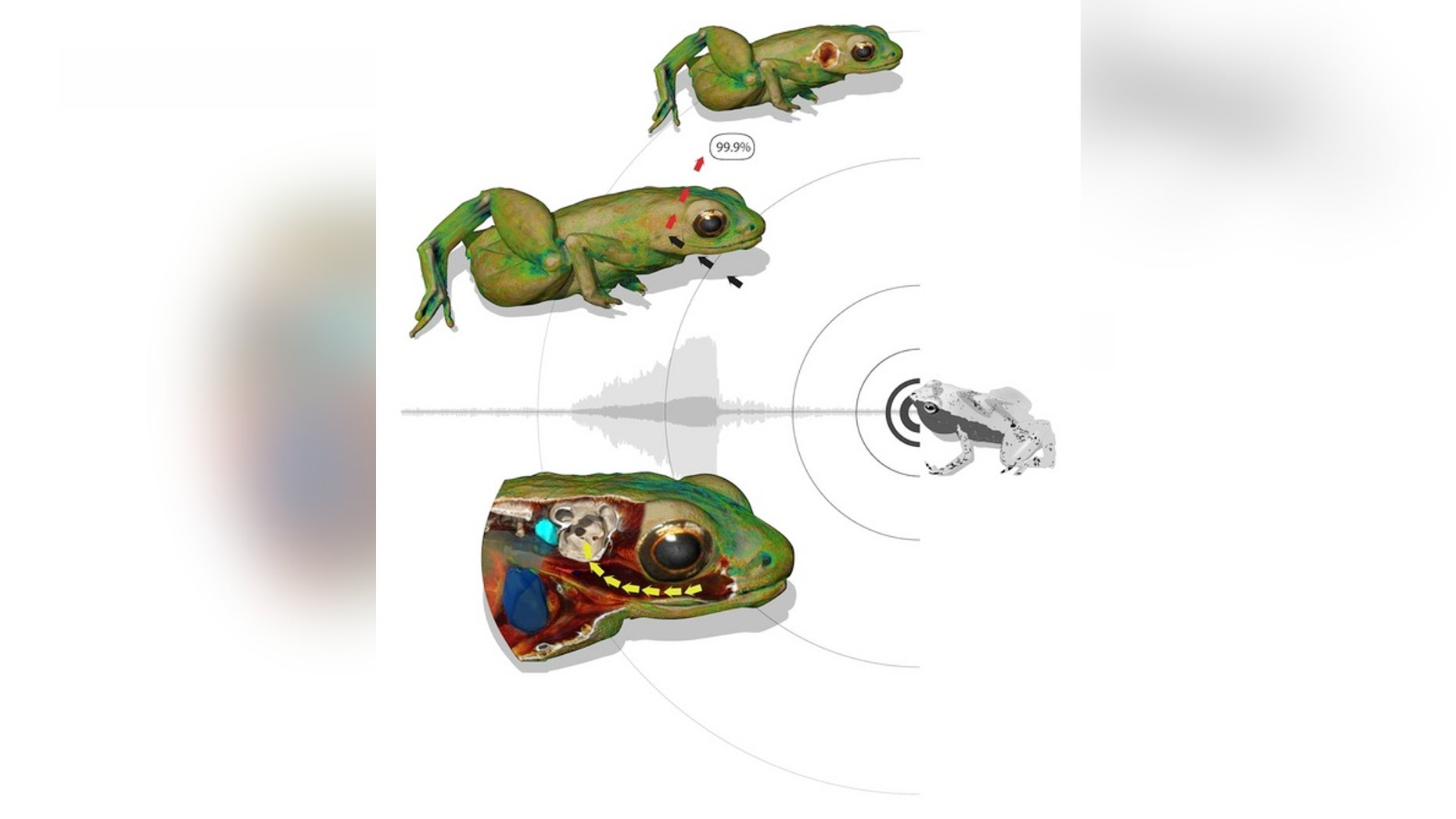This illustration shows how a Gardiner's frog can hear with its mouth. Top left: the skin of the animal reflects 99.9 percent of an incoming sound wave, hitting the body close to the inner ear. Without a middle ear, sound waves cannot be transp