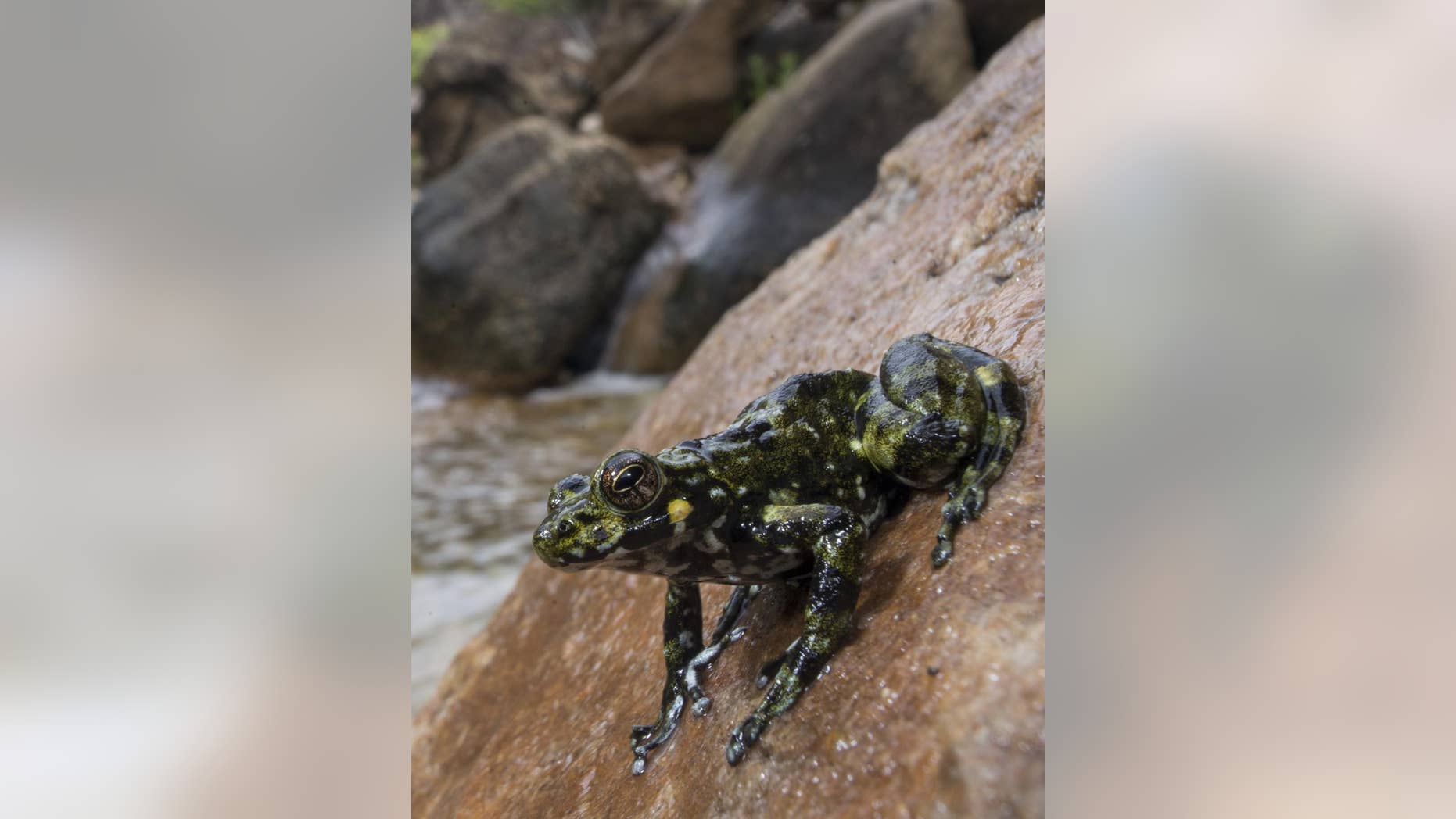 A new study finds that frog lineages diversified soon after the extinction of the dinosaurs.
