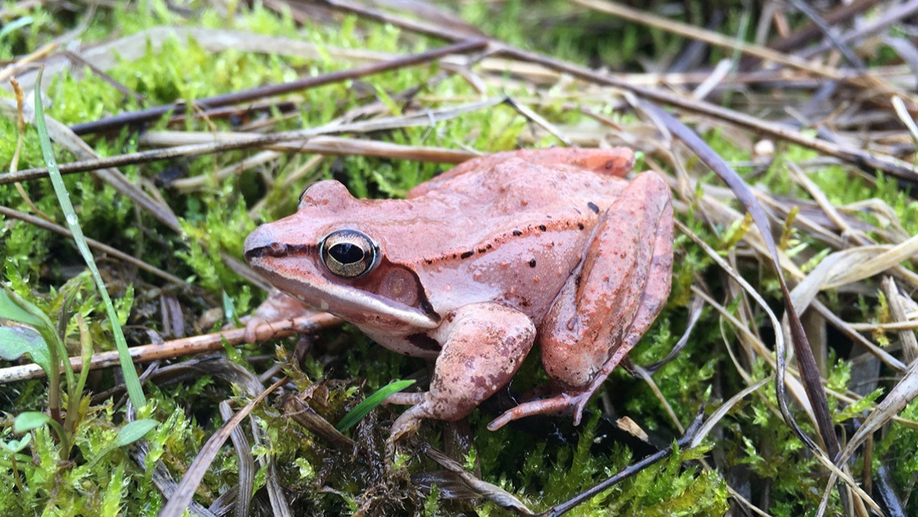 Wood frogs' winter survival may depend on holding in urine: study | Fox