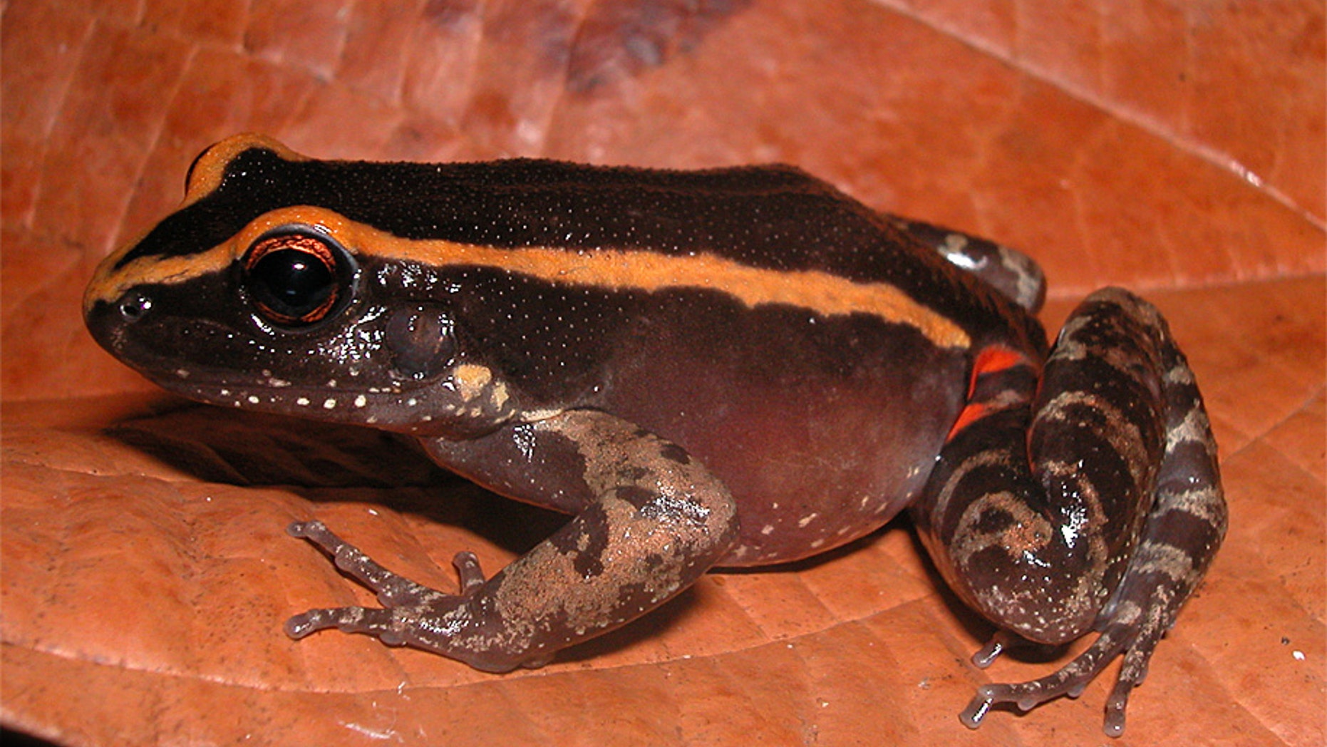 Lithodytes lineatus (Credit: Albertina Pimentel Lima)
