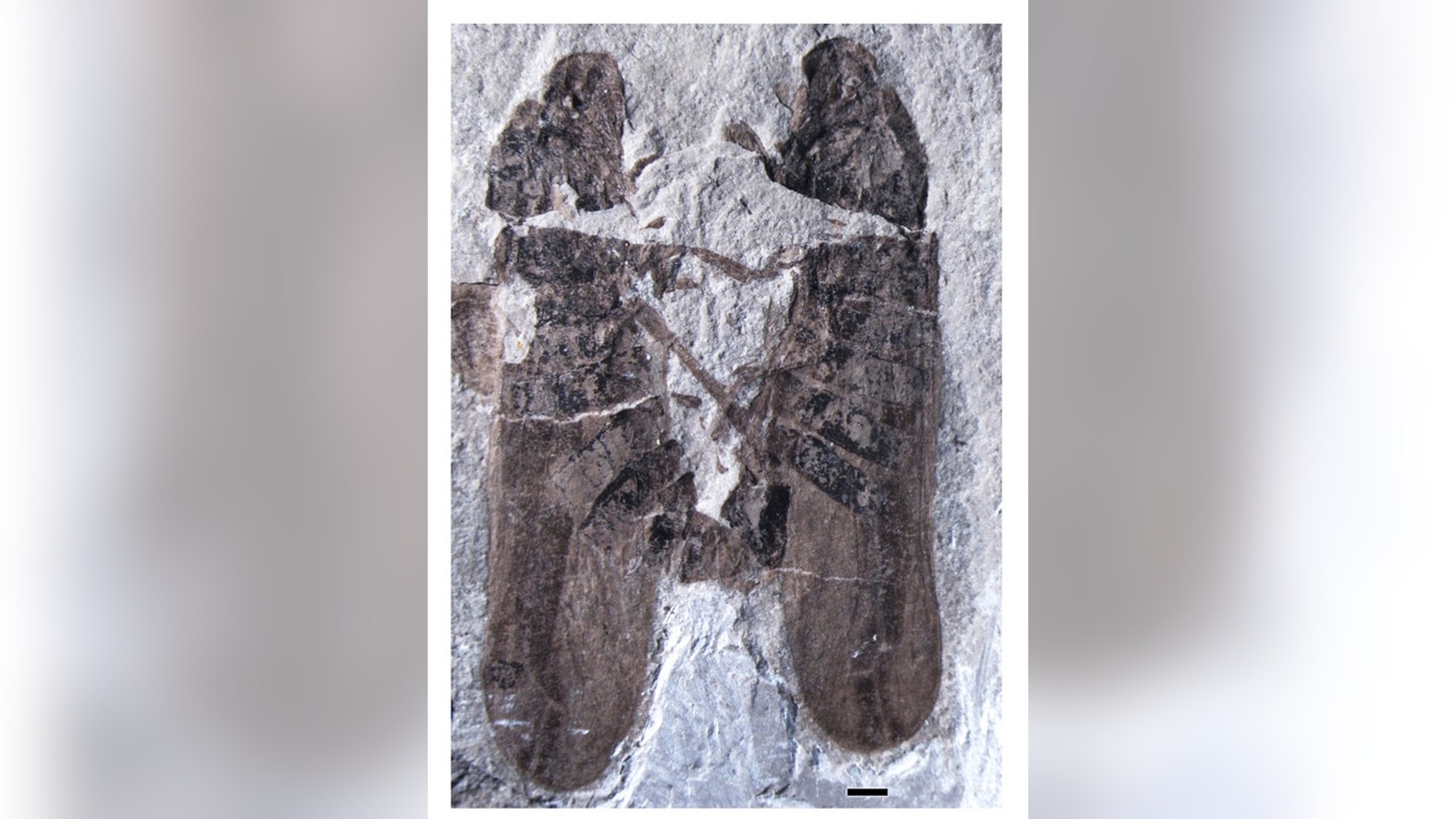 A fossil of two ancient insects in a love clinch has been unearthed in China. The fossil is the oldest example of insect sex ever found.