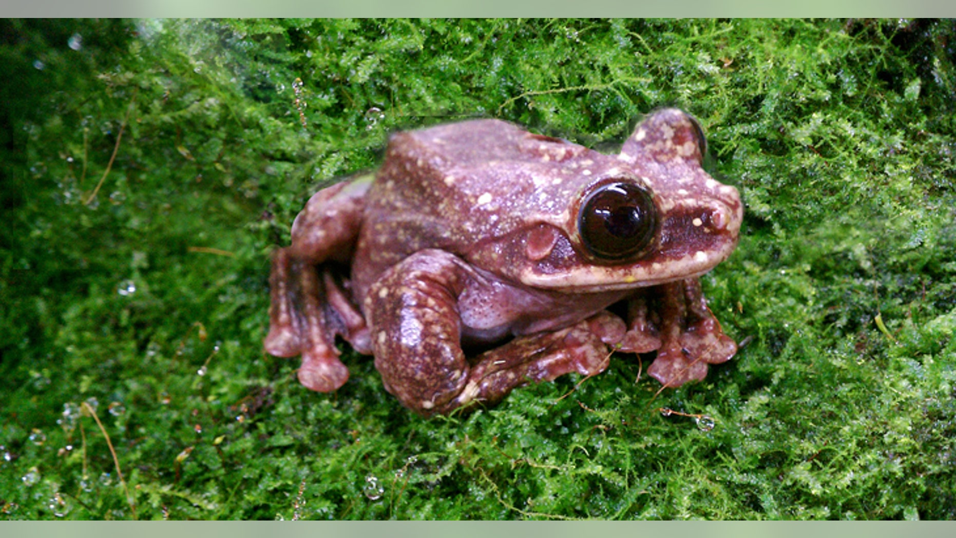 Toughie the frog (Atlanta Botanical Garden).