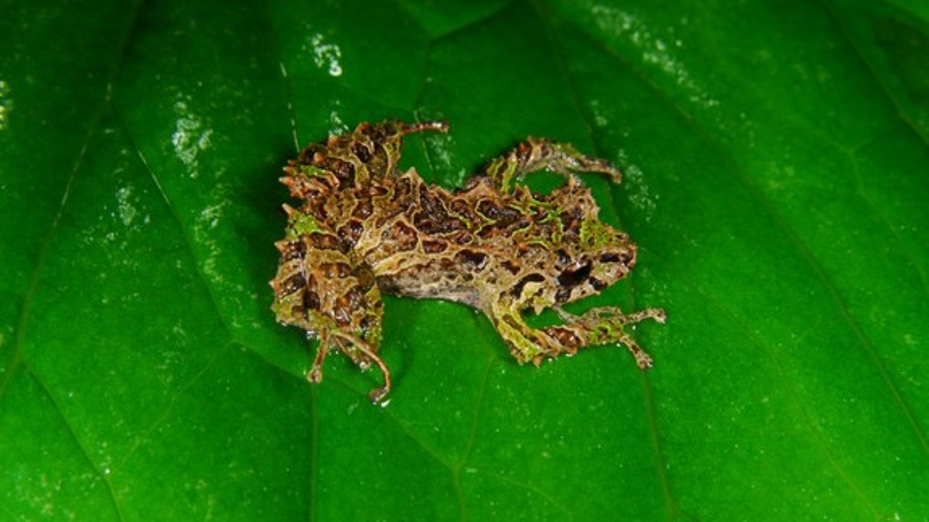The newly found shape-shifting rain frog rests on a leaf.