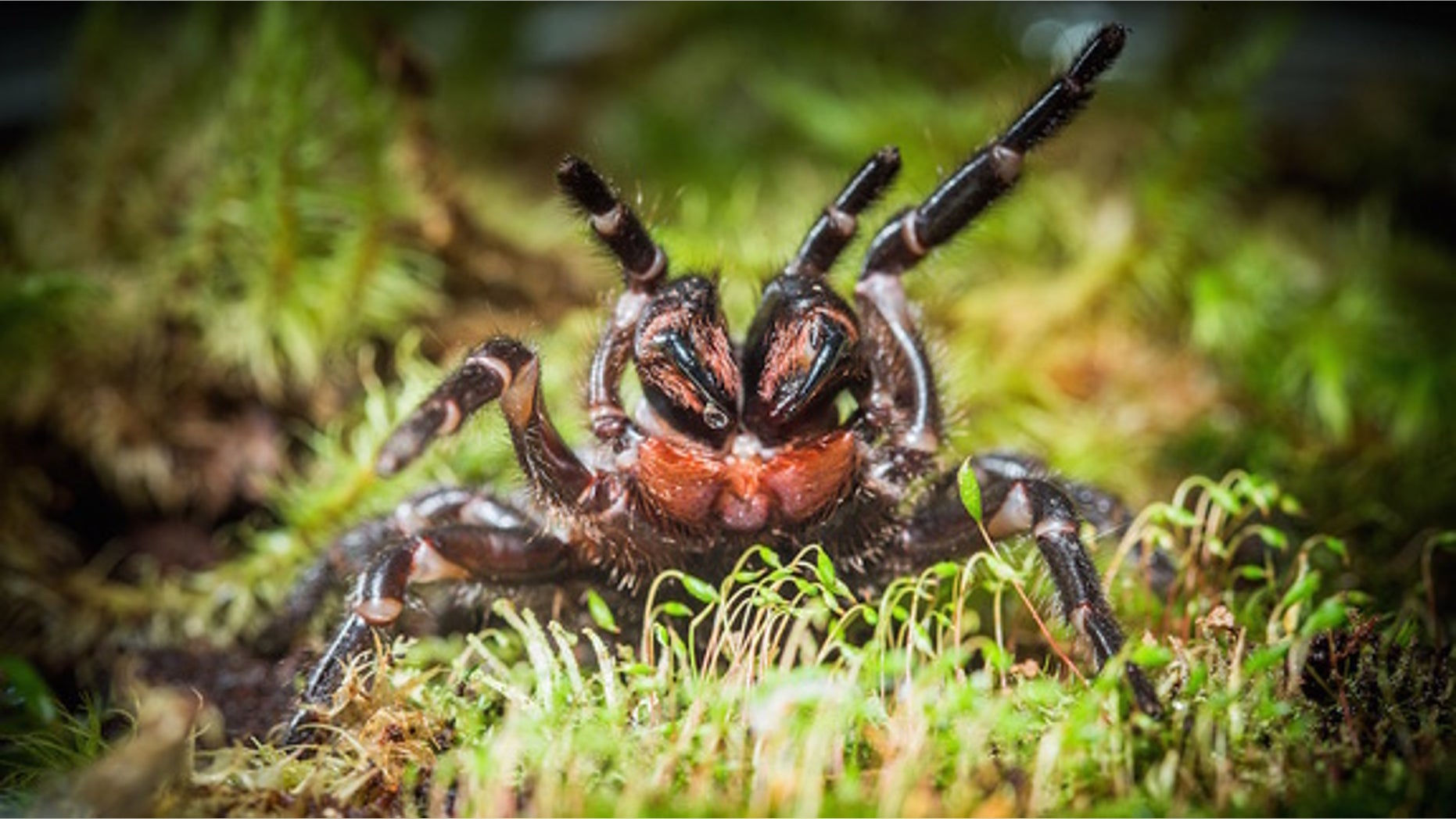 This unidentified funnel-web spider was discovered by scientists in New South Wales, Australia.