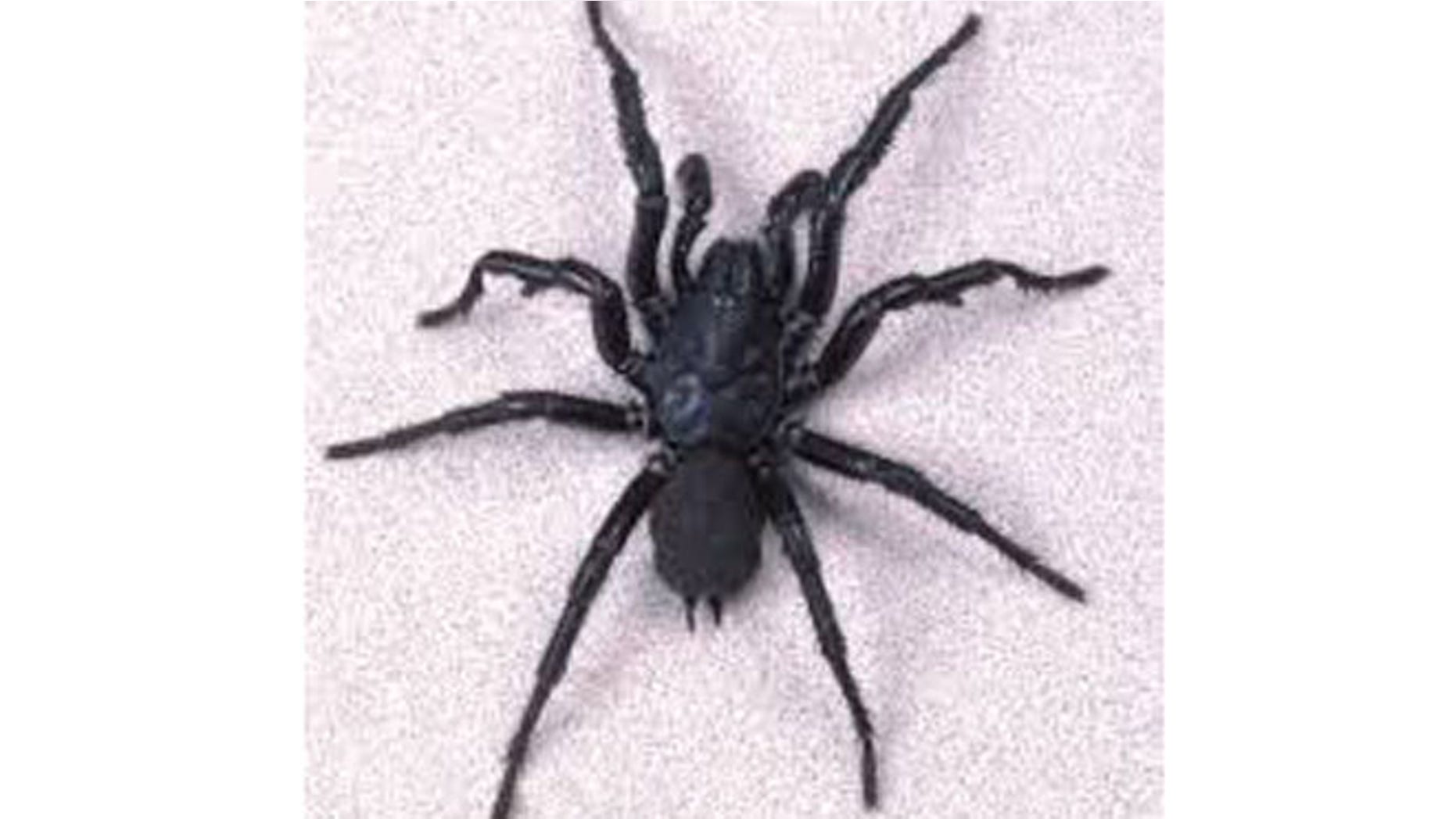Funnel-web spider.