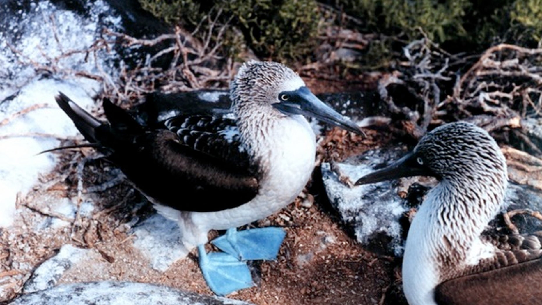 Invasive rodents threaten the eggs of Galapagos island birds, such as these blue-footed boobies photographed on Espanola Island.