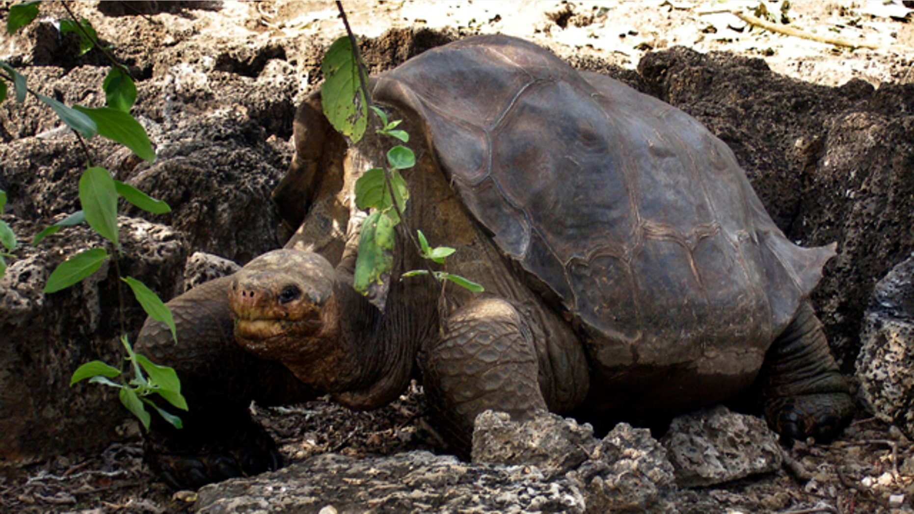 July 21, 2008: A giant tortoise named "Lonesome George" is seen in the Galapagos islands, an archipelago off Ecuador's Pacific coast.