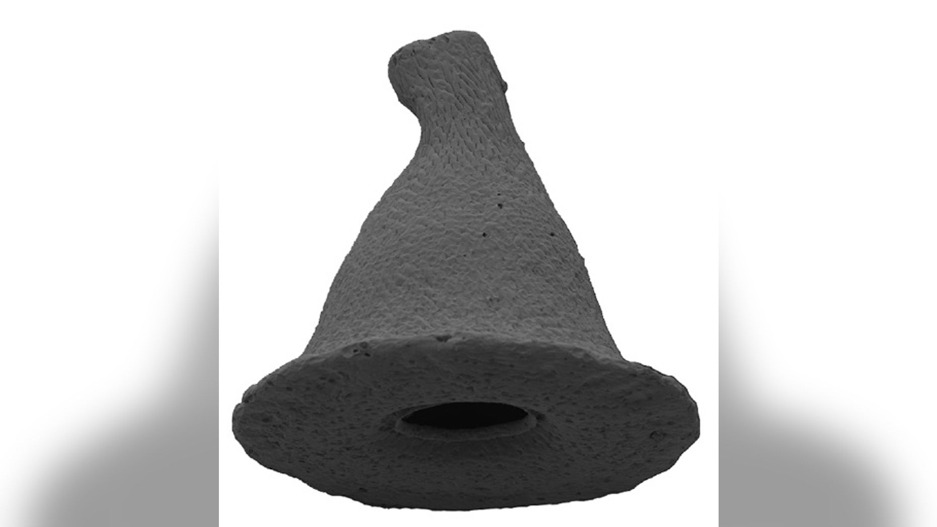 A scanning electron micrograph (SEM) of the amoeba's "hat."