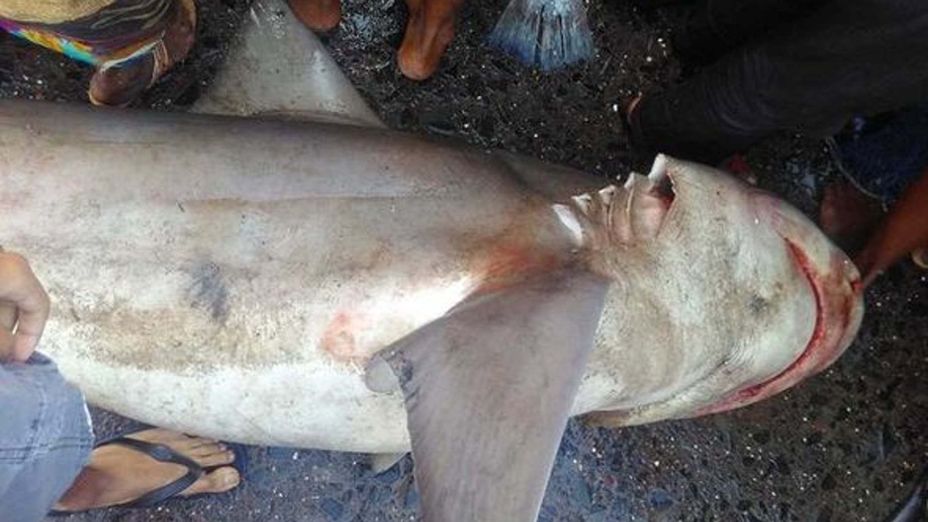 A shark that hasn't been seen in more than a decade was found at a fish market in Mumbai.