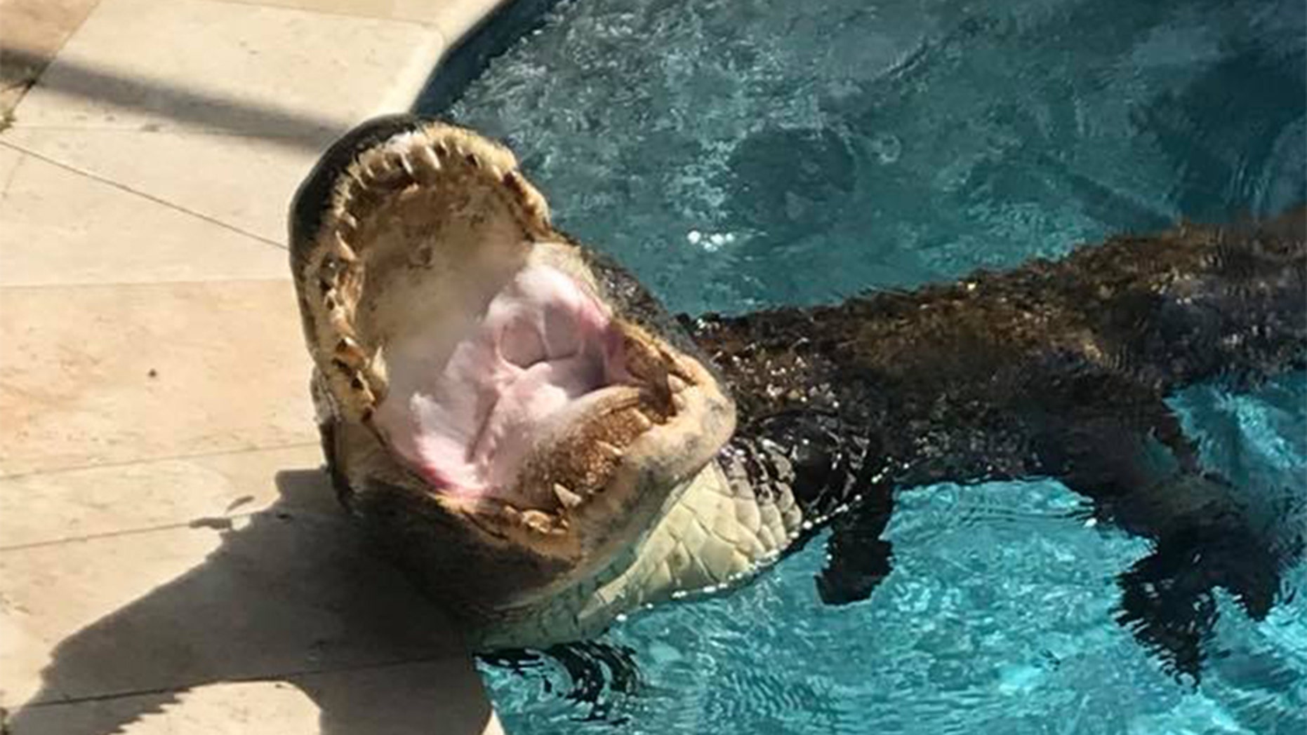 April 19, 2018: A 9-foot alligator being wrangled out of a pool in Odessa, Fla.
