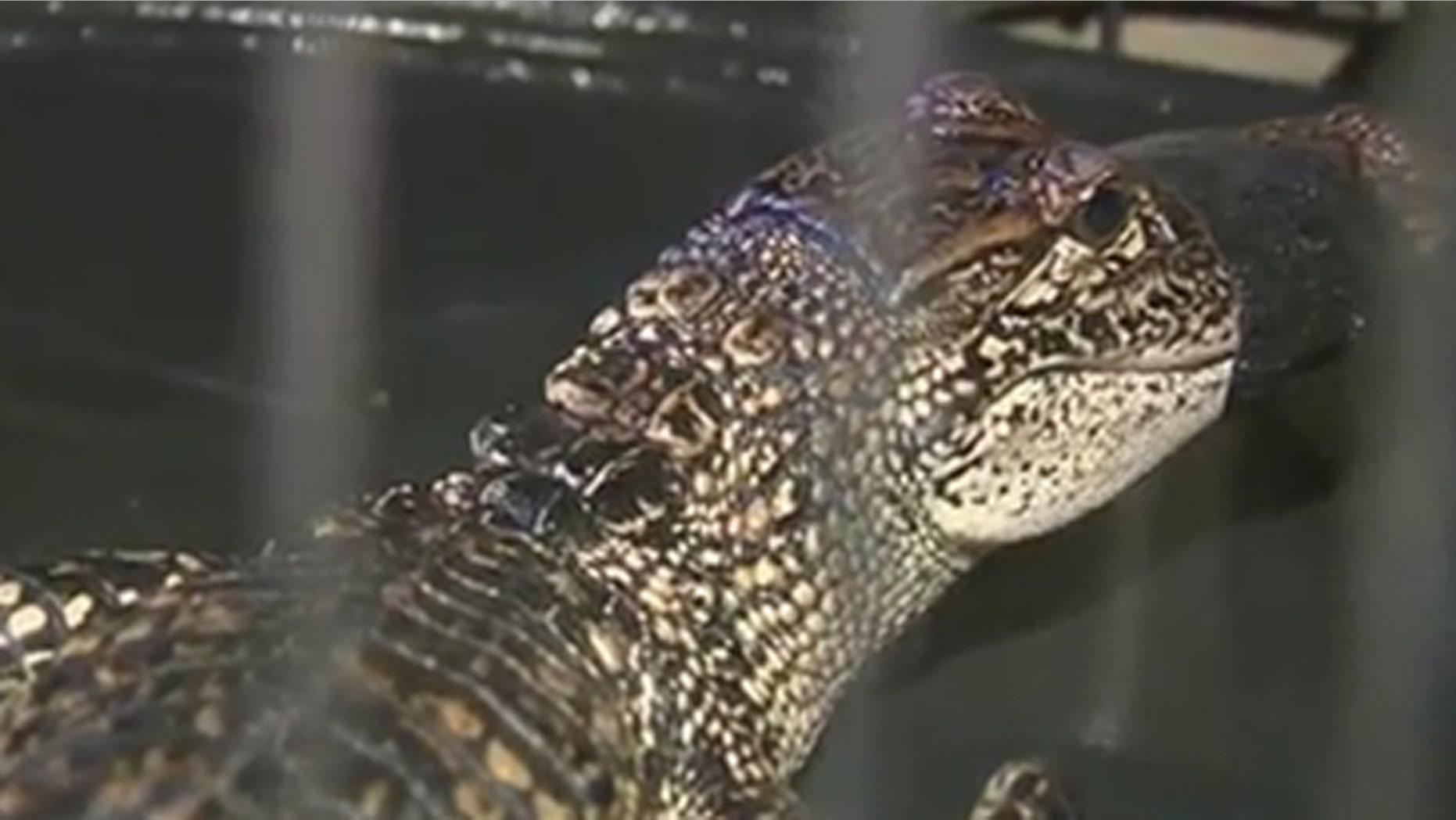 This 3 ½ foot alligator was captured in a stream that goes into the Guadalupe River.