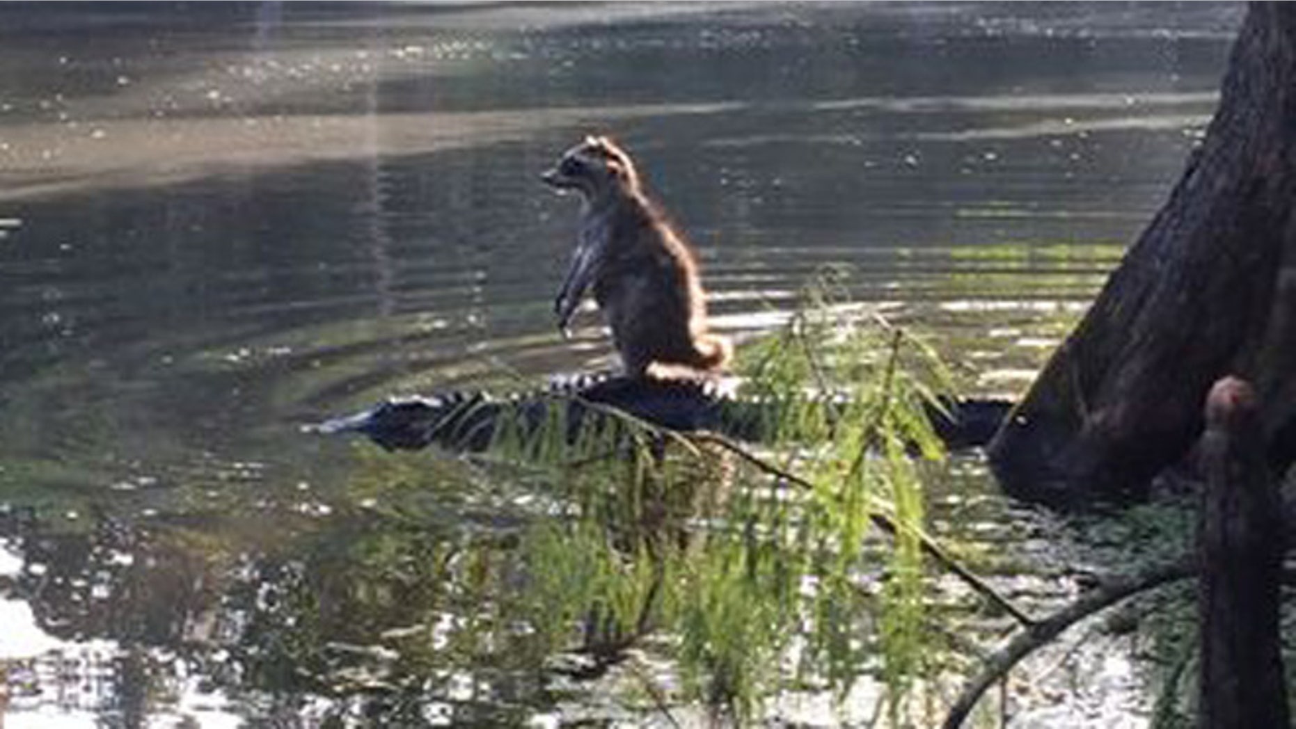 Richard Jones says he captured this photo of a raccoon resting on an alligator Saturday in Ocala, Fla.