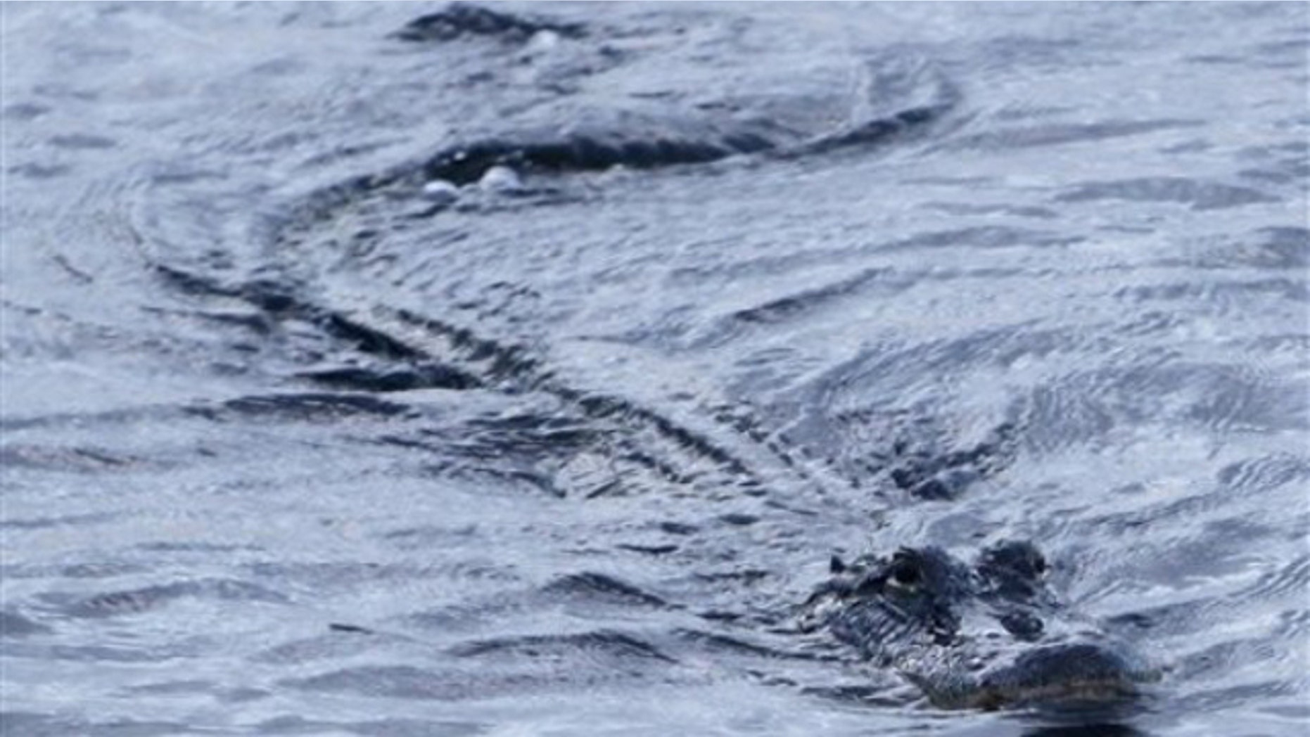An alligator swims in a canal in Coopertown, the Everglades, Fla., Thursday, July 29, 2010.