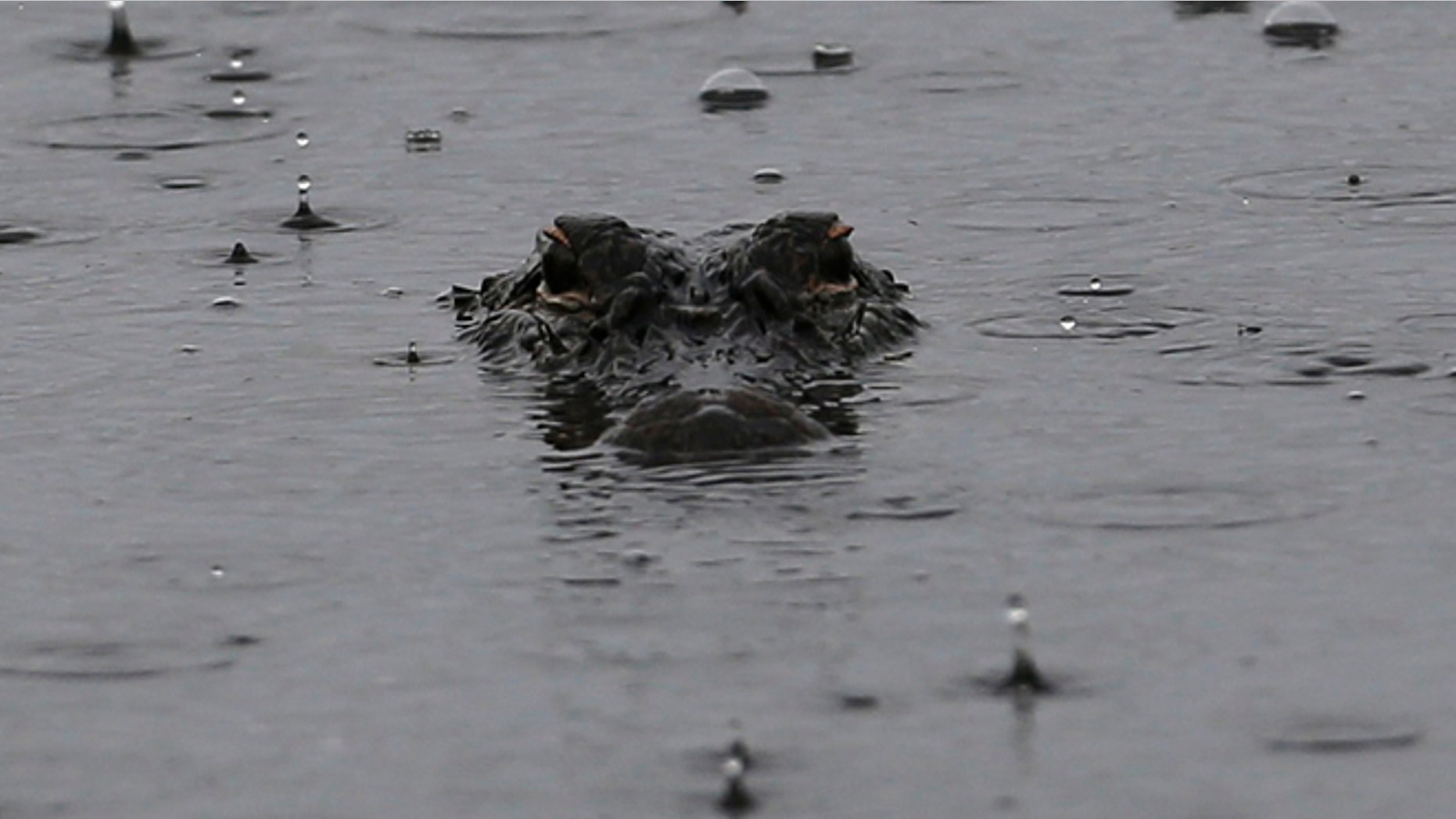 An alligator seen in a South Carolina pond